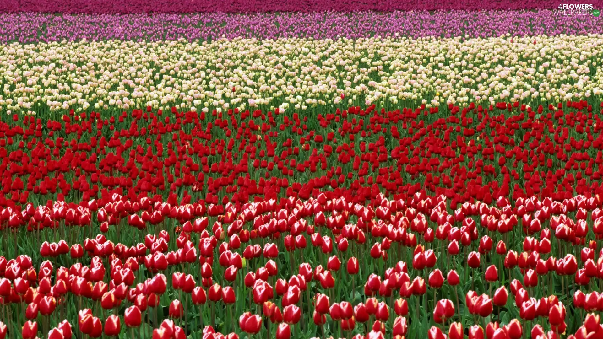Field, tulips