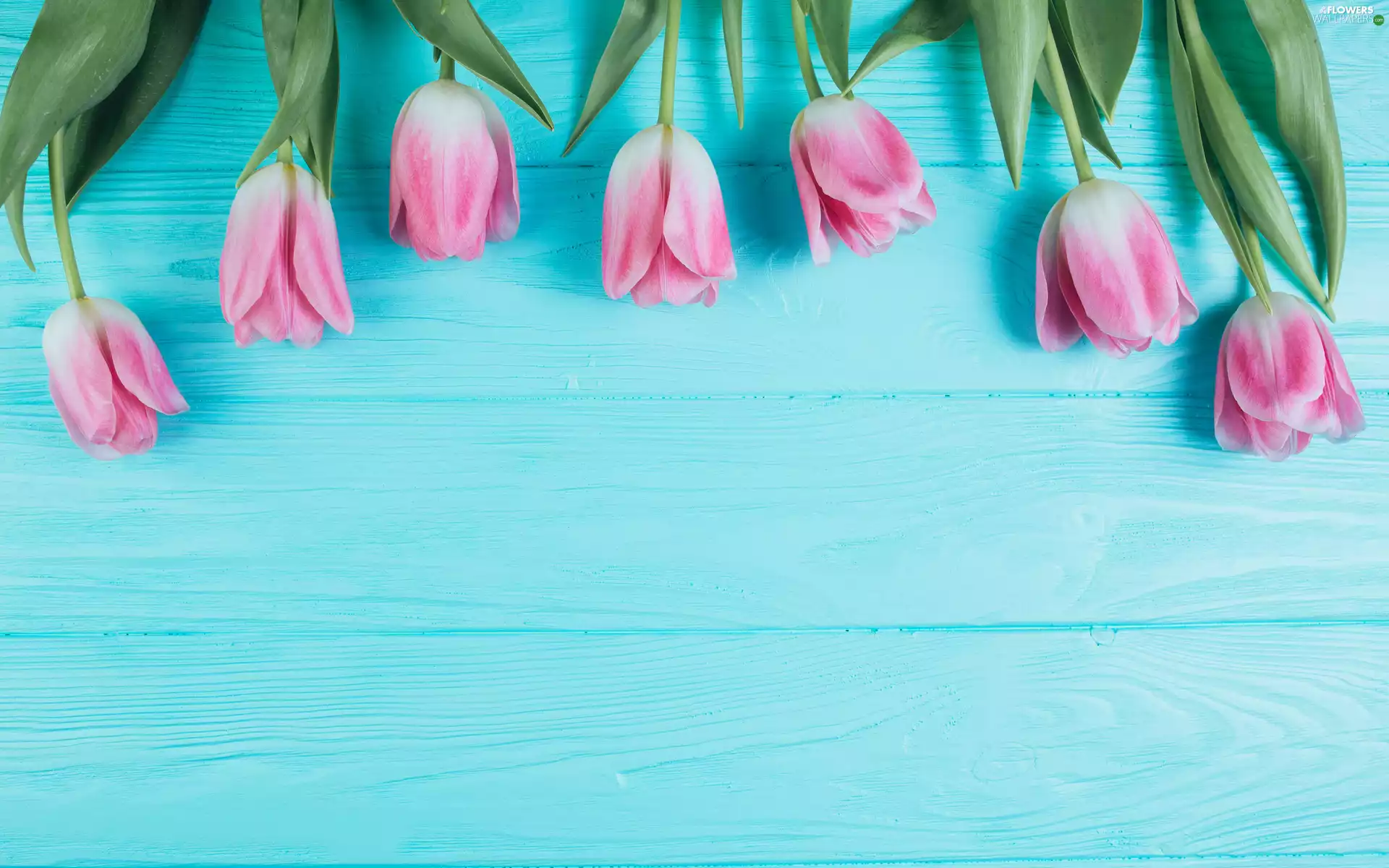 Flowers, Blue, boarding, Tulips
