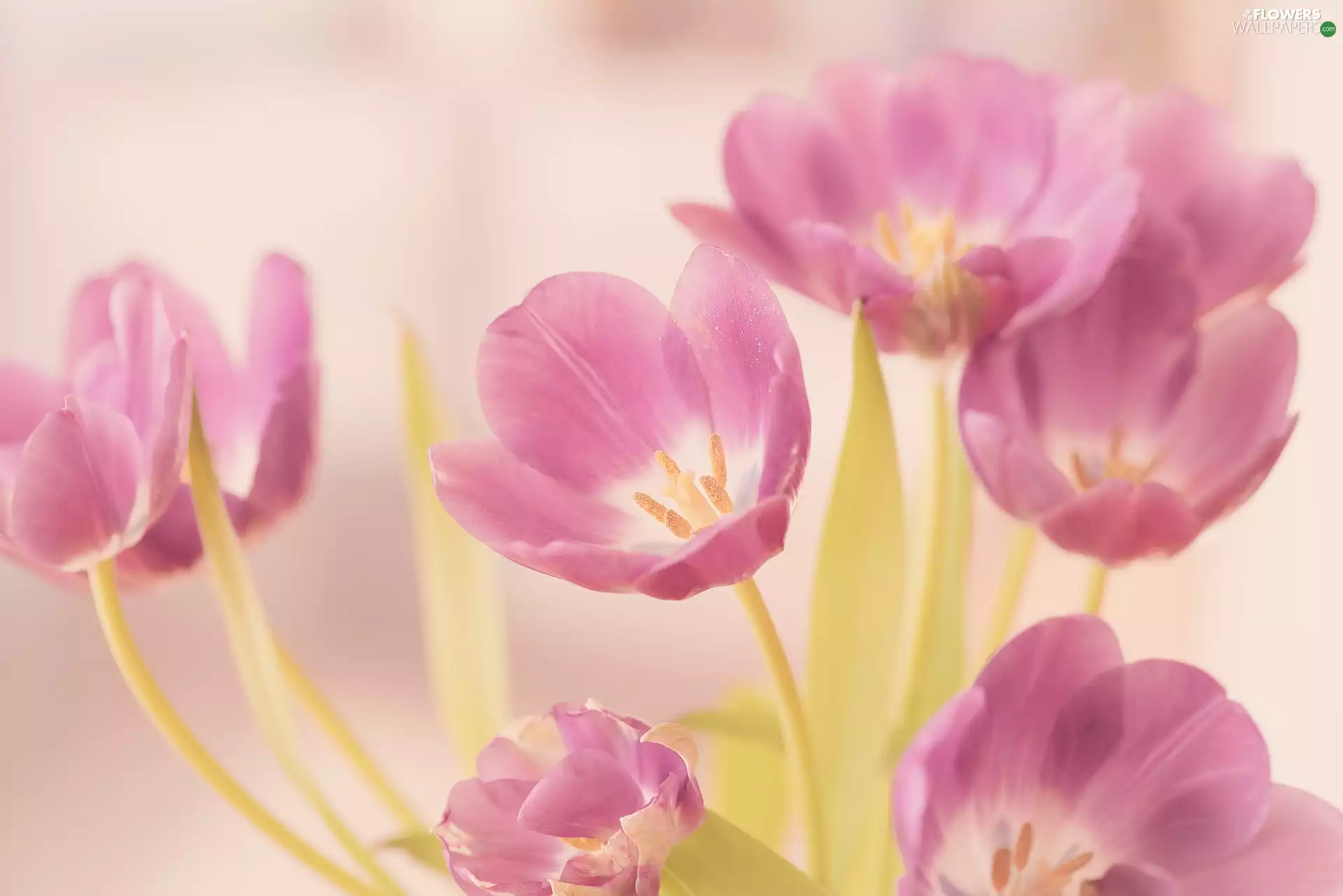 Tulips, Pink, Flowers