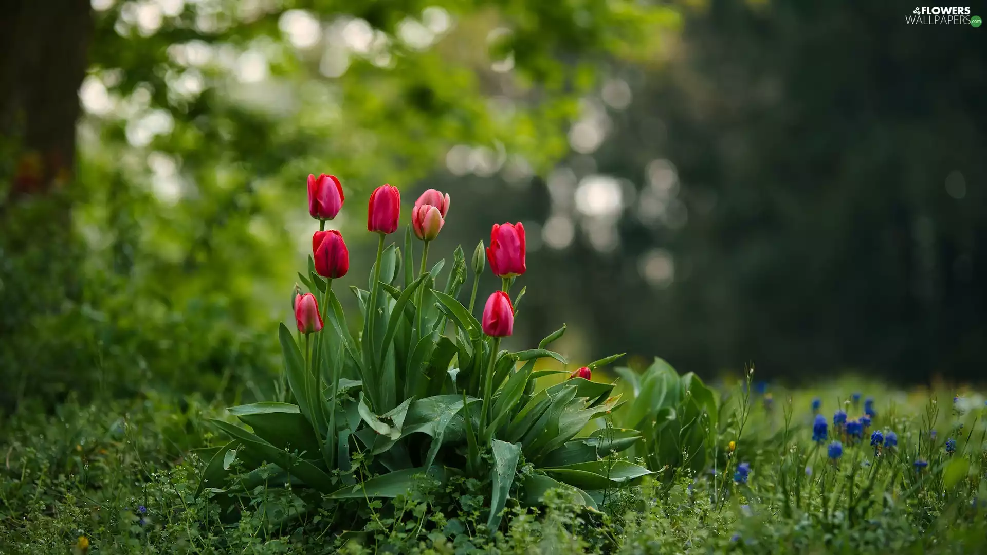 Tulips, Red, Flowers