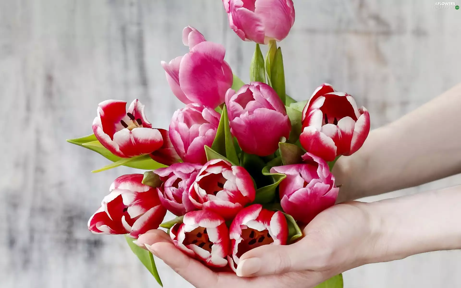 Tulips, Flowers, Hands