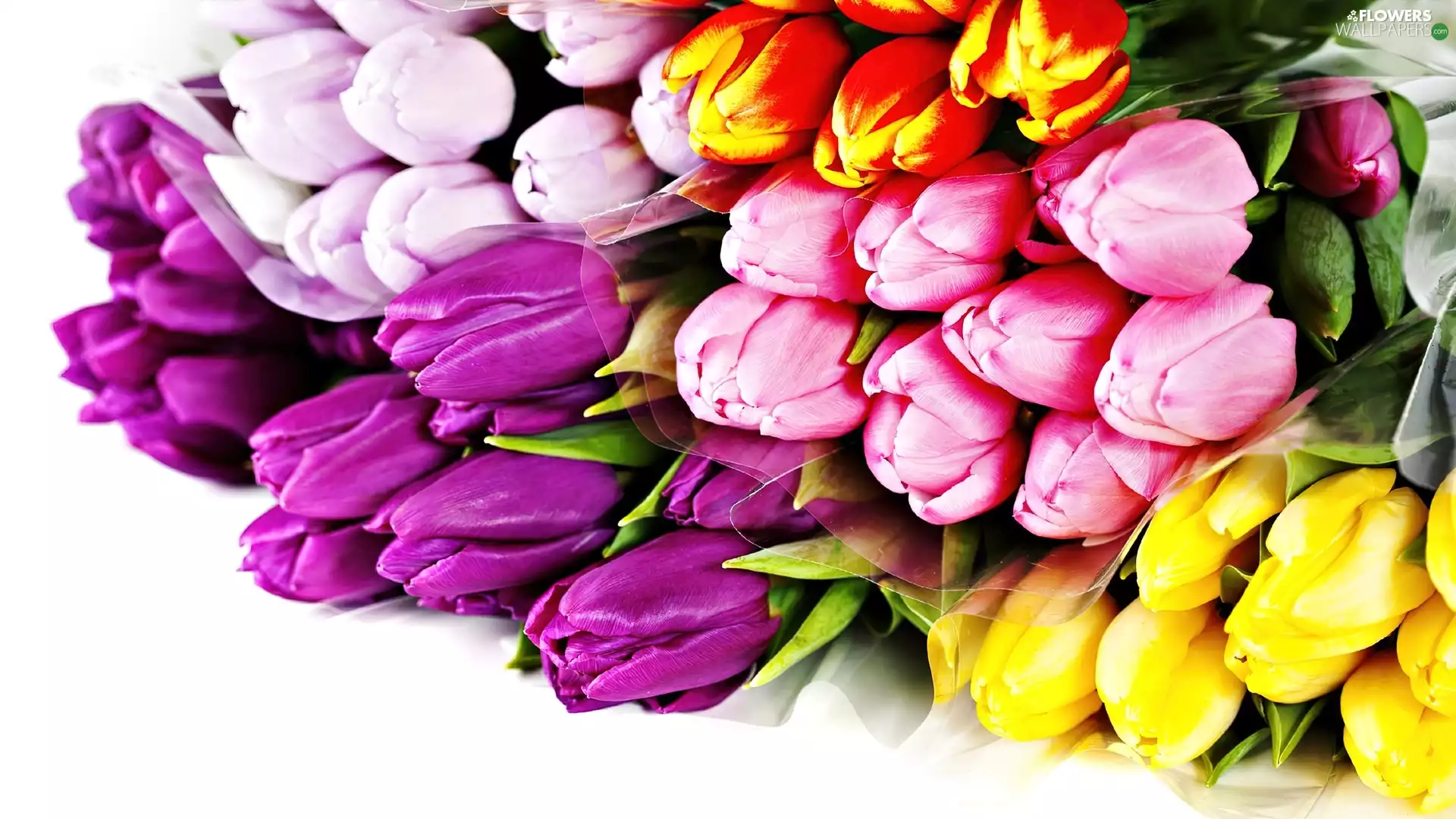 tulips, armful, multicolored