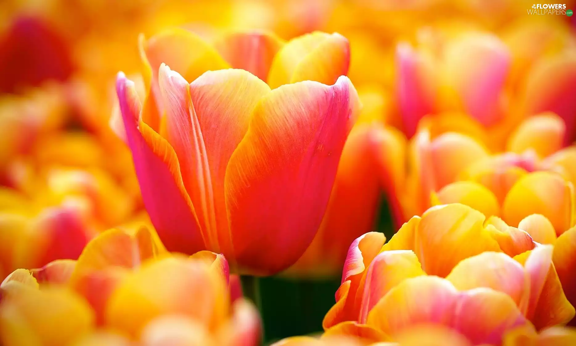 Orange, Tulips