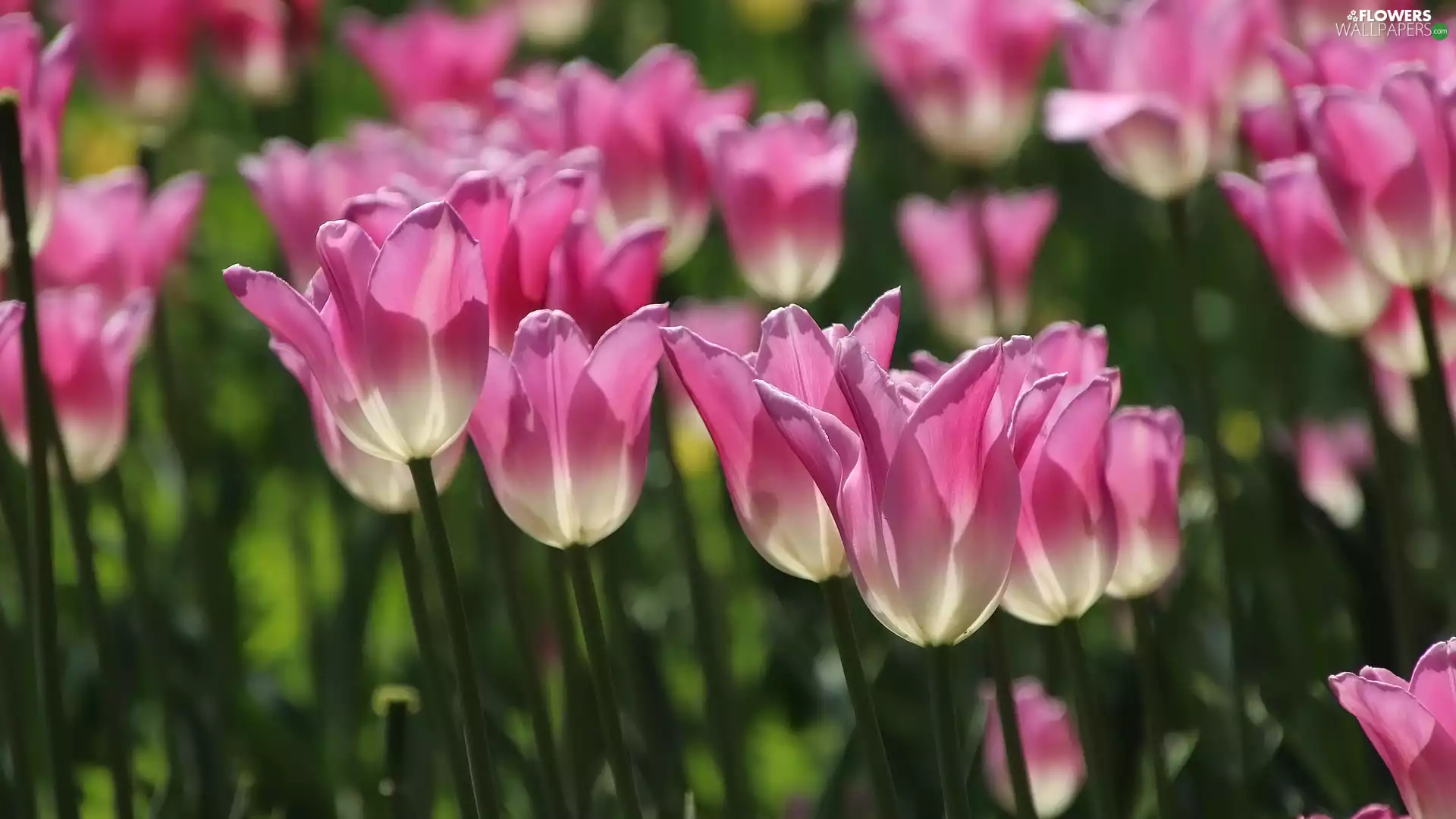 Pink-White, Flowers, Tulips