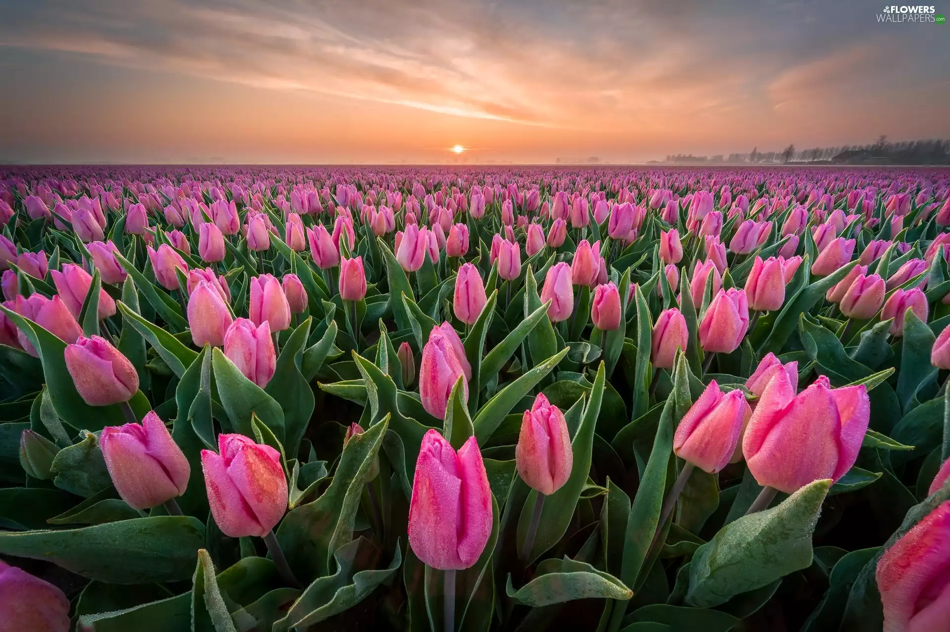 Pink, Sunrise, plantation, Tulips