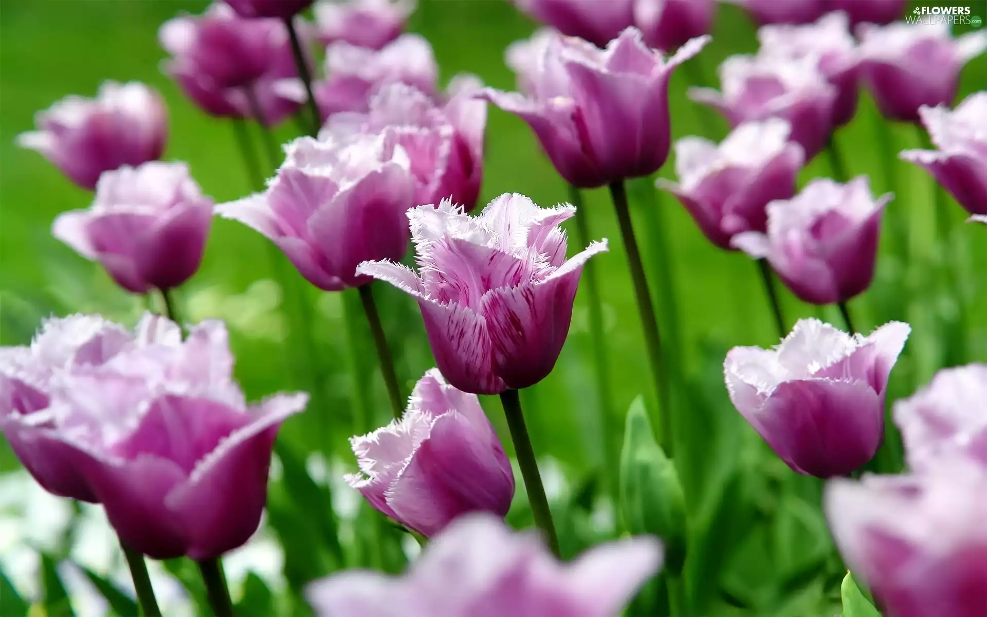Tulips, purple, Pink