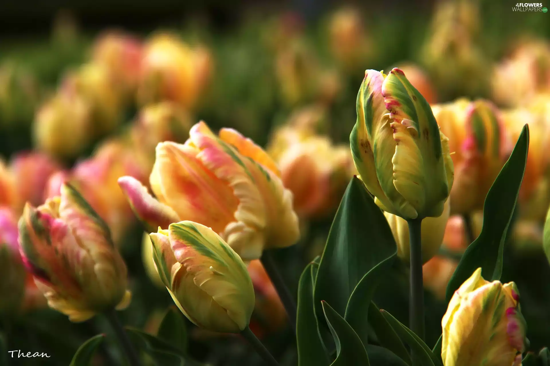 Tulips, Yellow, Pink