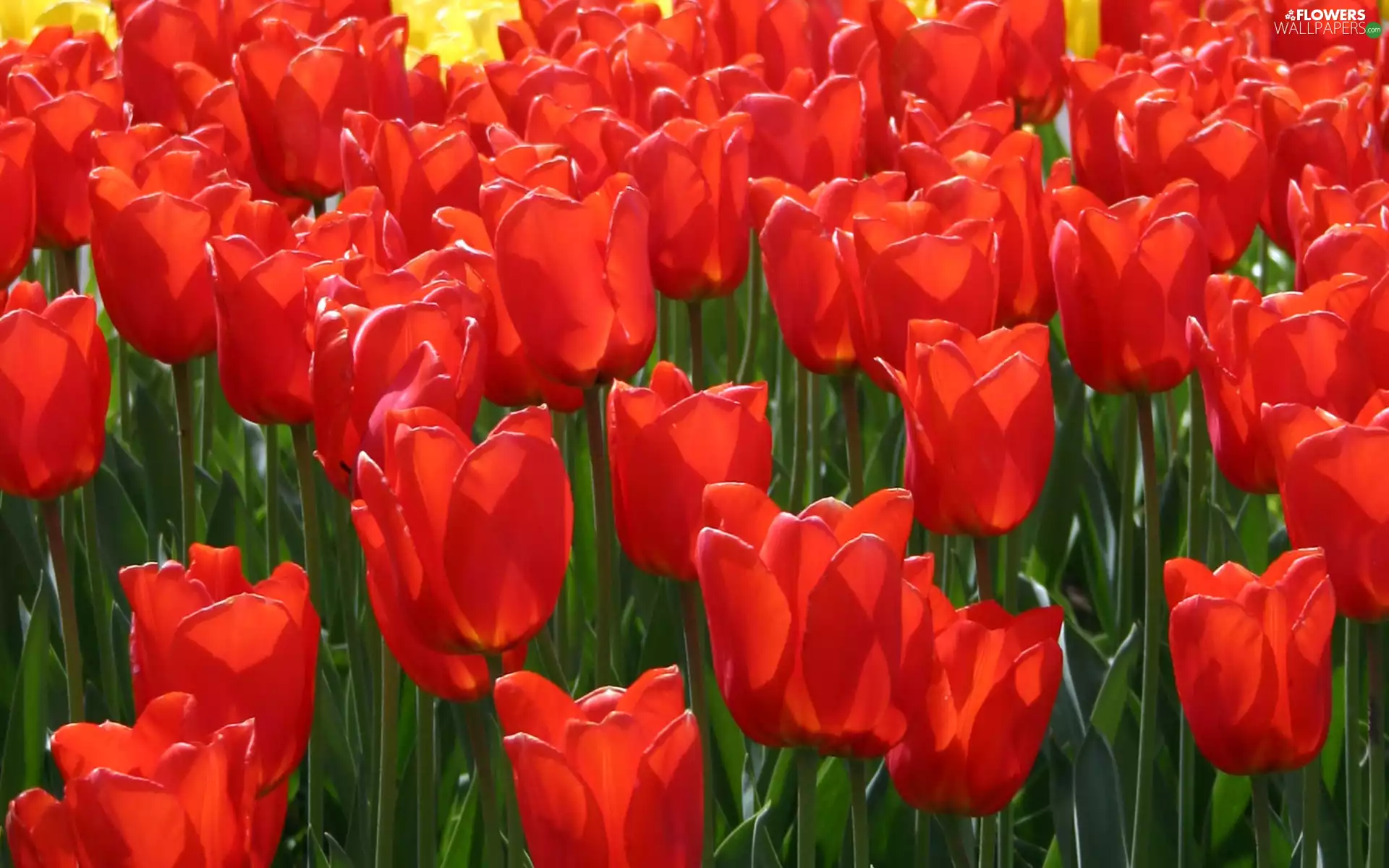 plantation, tulips