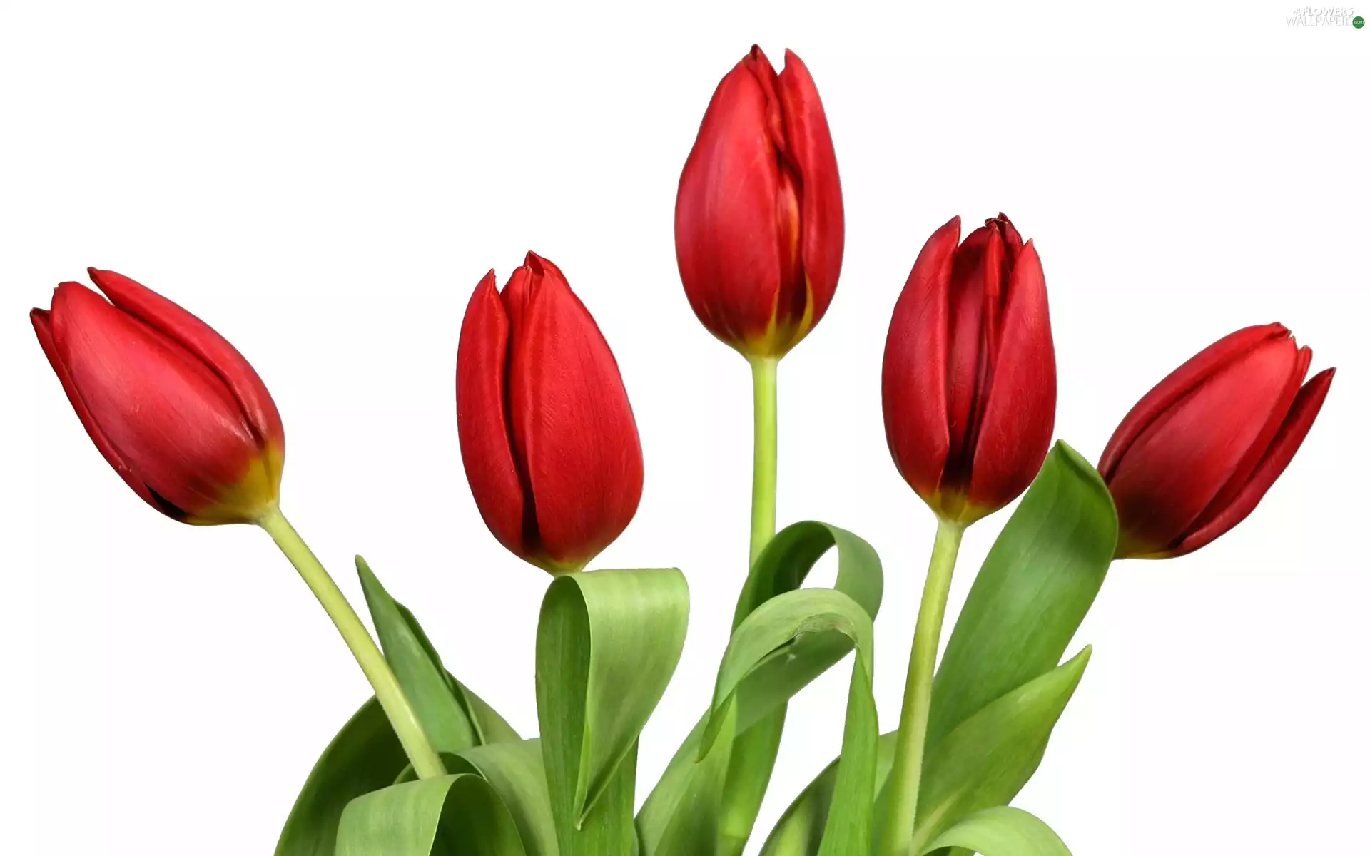 tulips, five, red