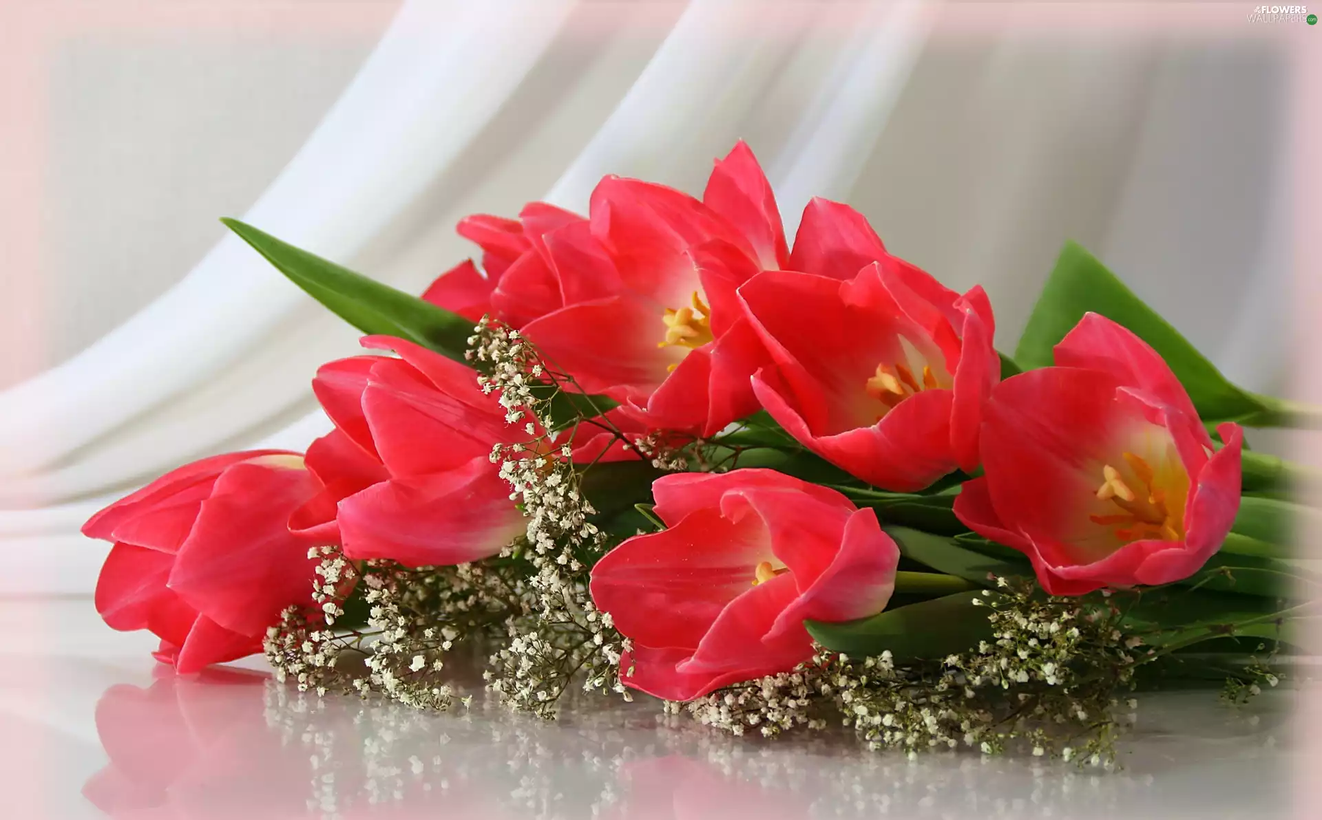 Tulips, Flowers, Red