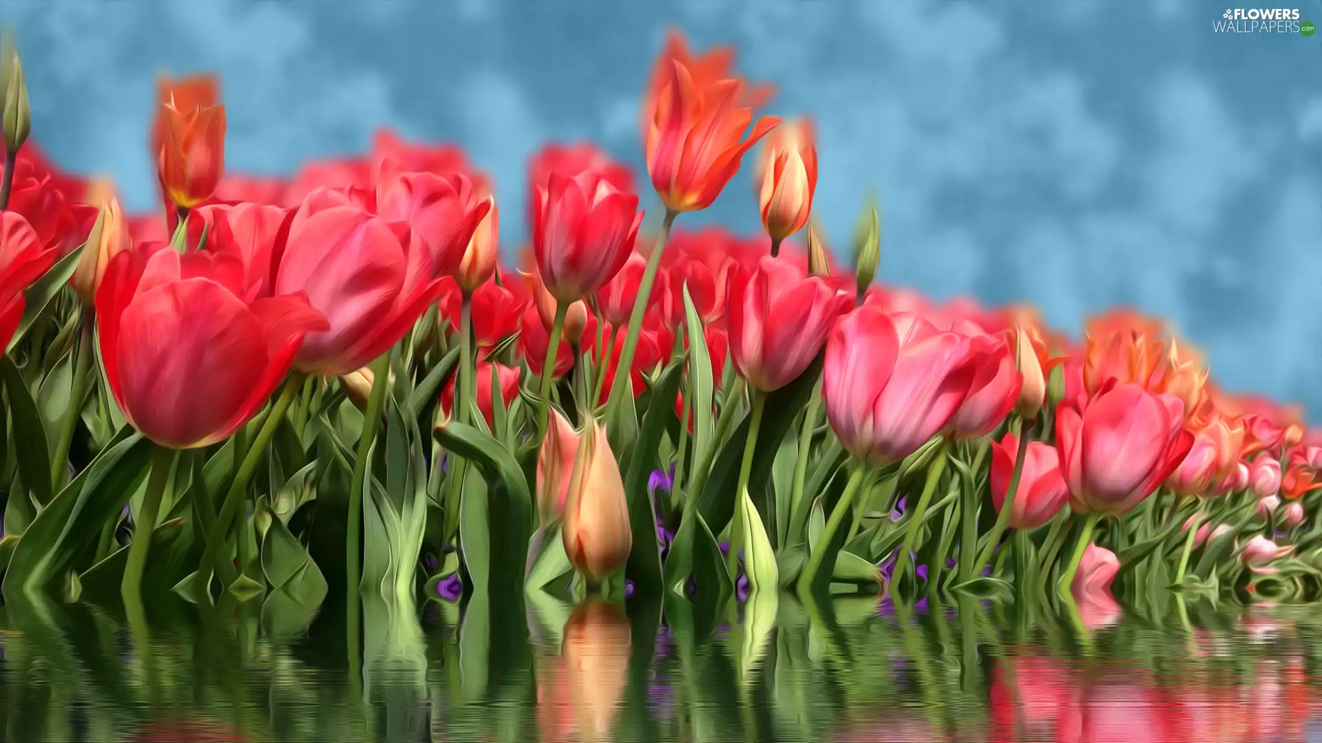 Red, water, reflection, Tulips