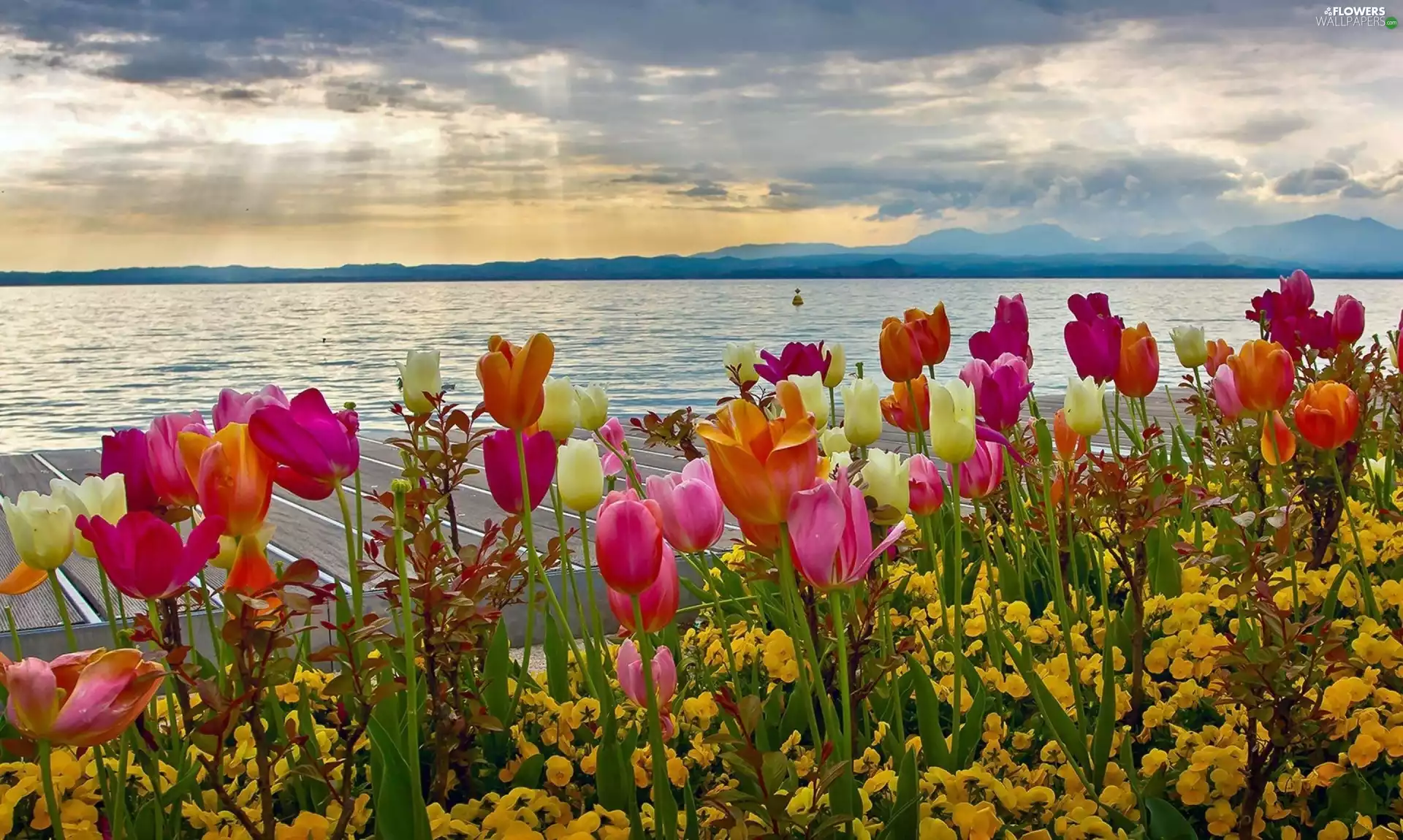 west, lake, Tulips, sun