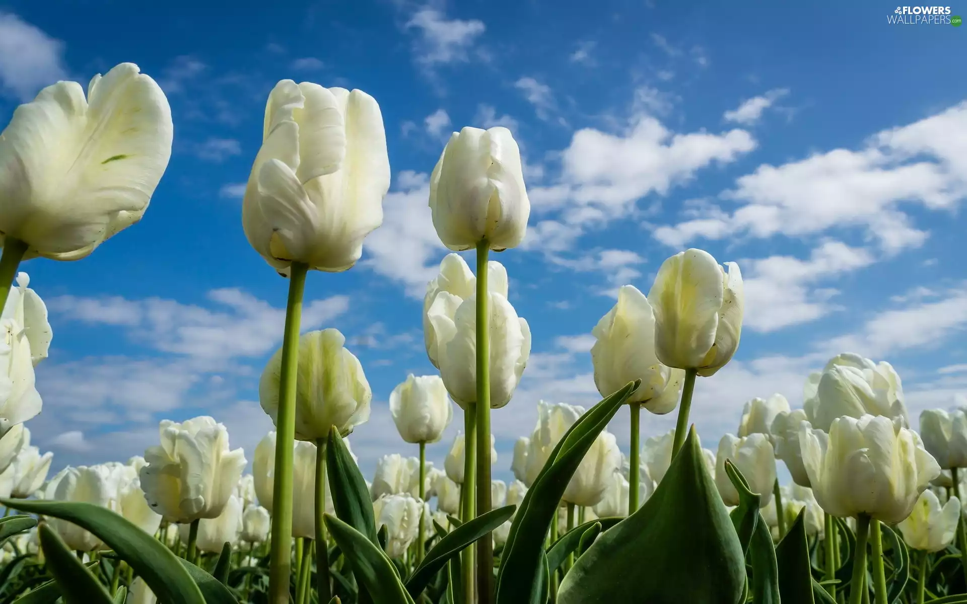 White, Tulips