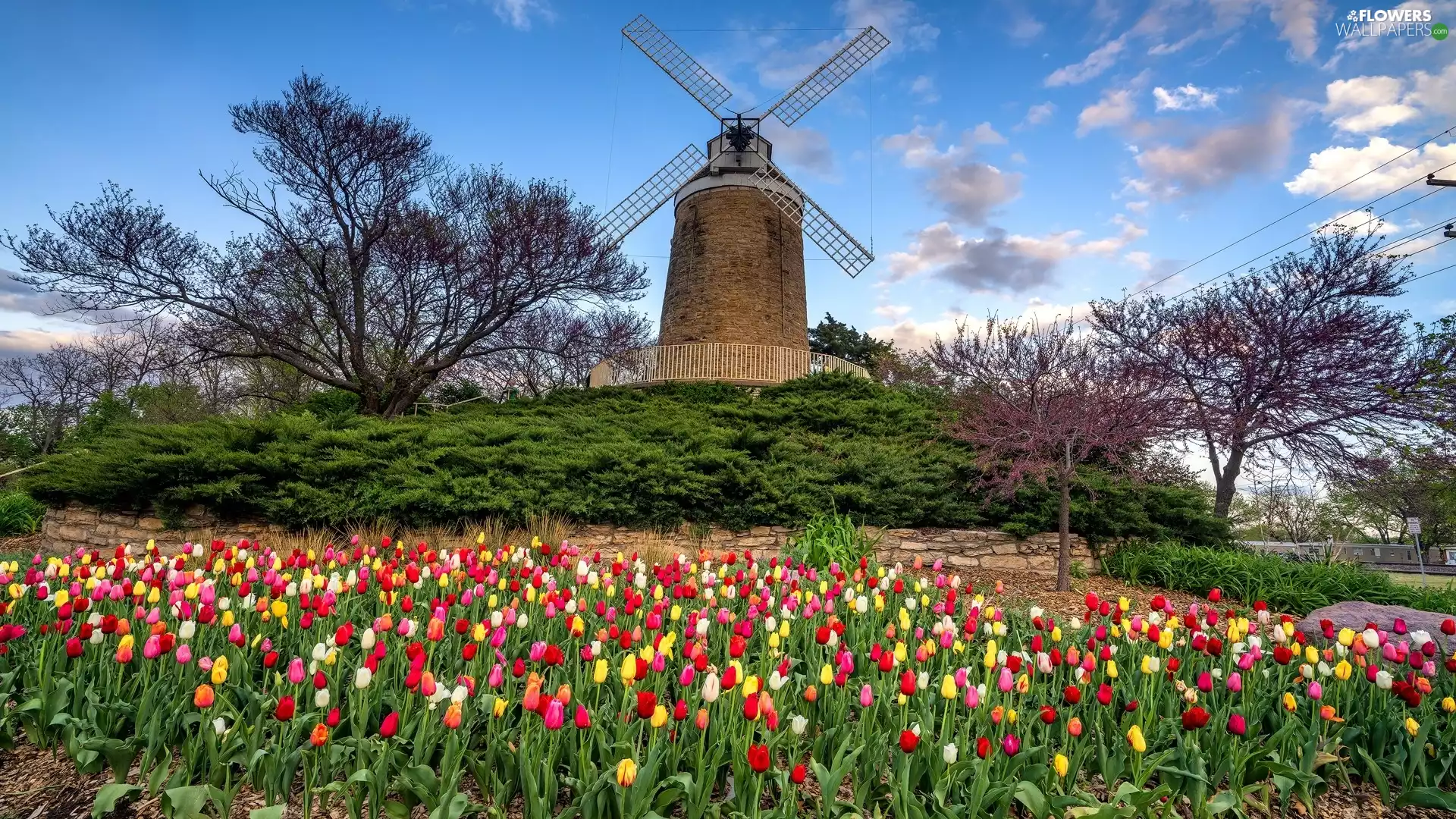 Windmill, trees, viewes, Tulips