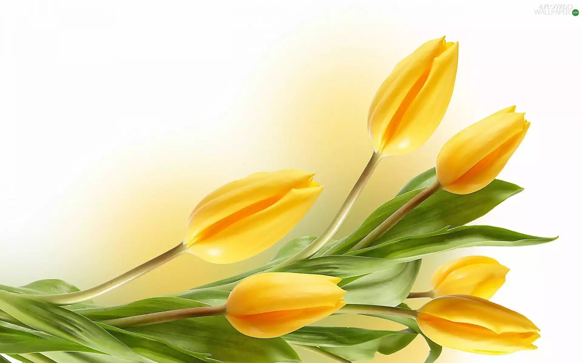 Tulips, Flowers, Yellow