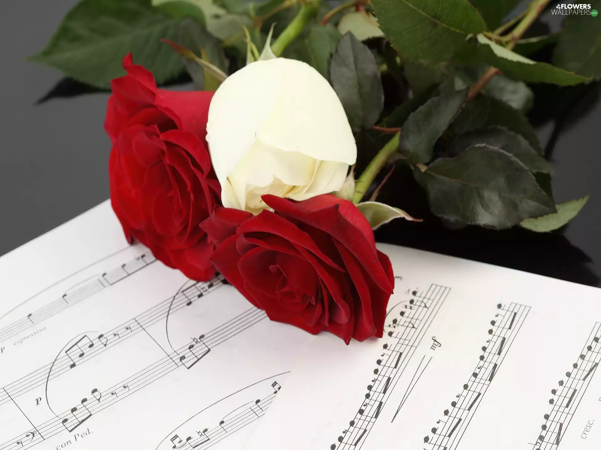 Red, roses, Tunes, White