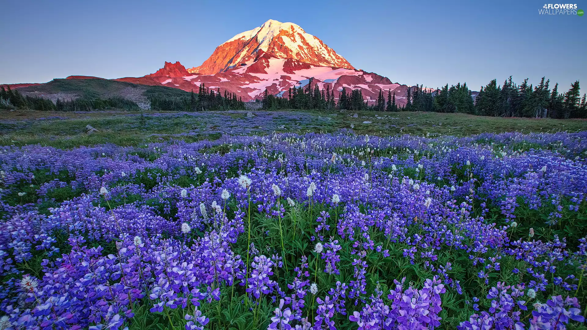 trees, Mountains, viewes, Meadow, Washington State, The United States, lupine, Mount Rainier National Park, Flowers