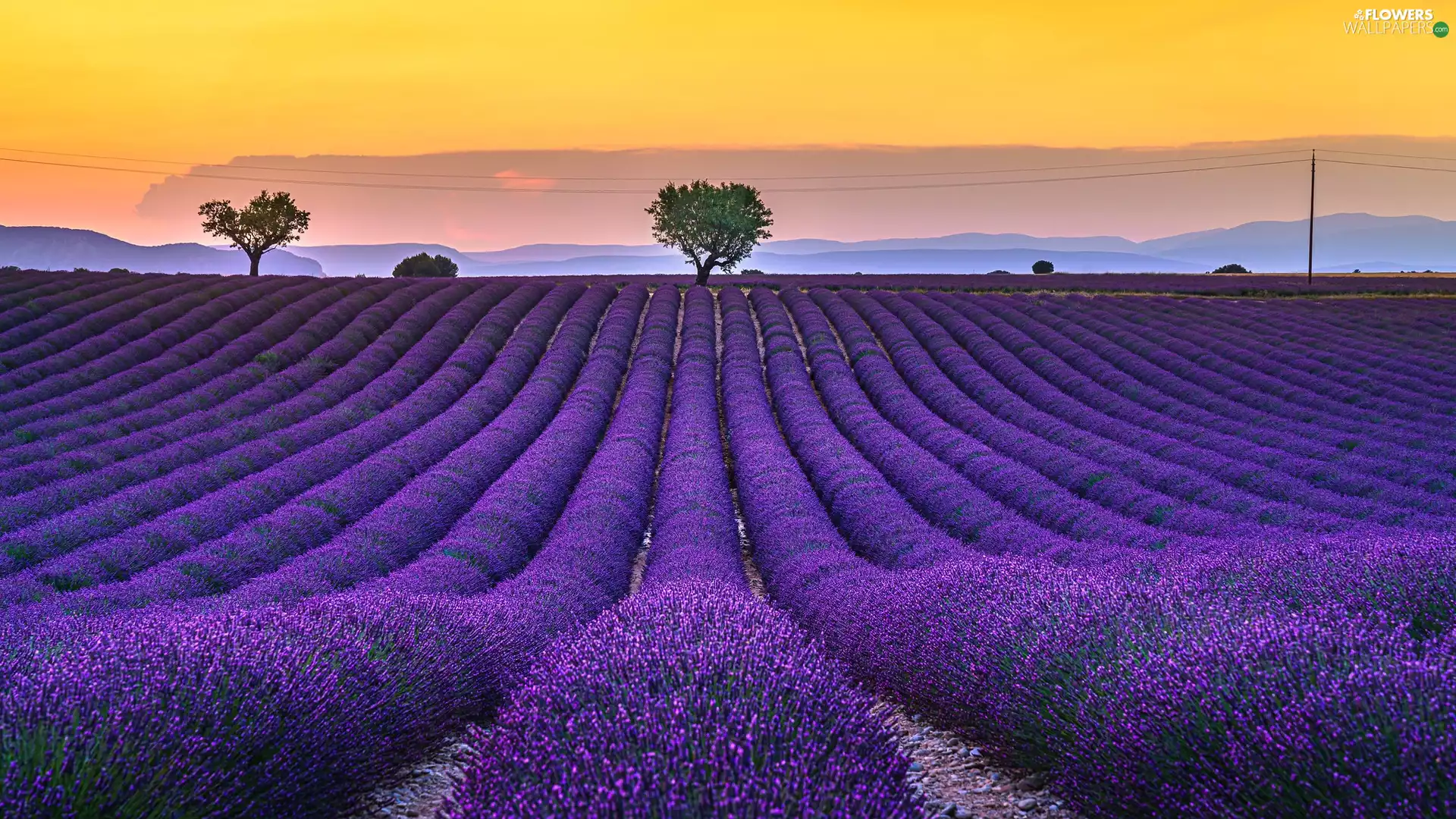 lavender, trees, France, viewes, Provence, Field, Sunrise, Valensole