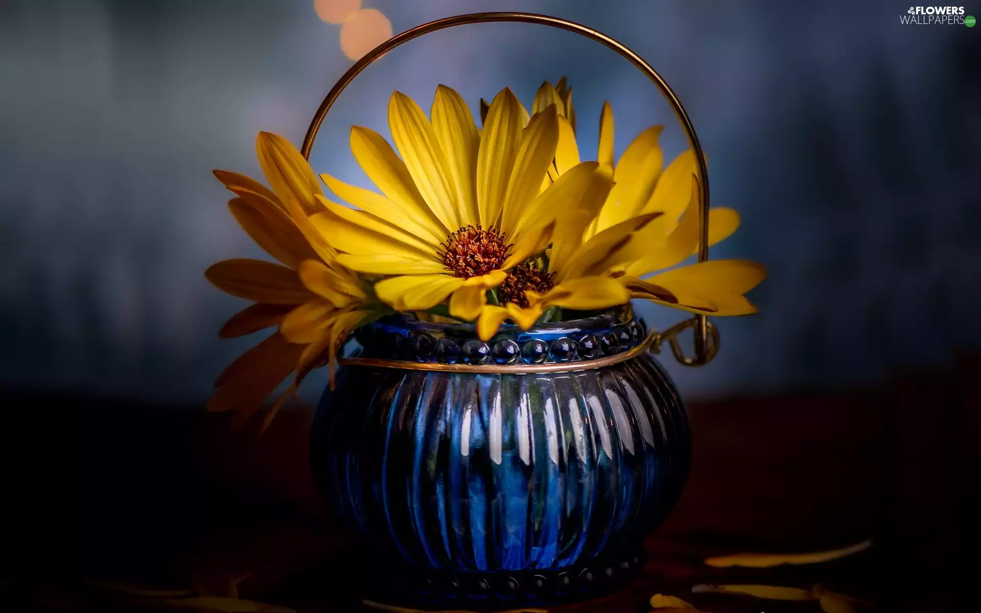 Flowers, African Daisies, vase, Yellow, blue
