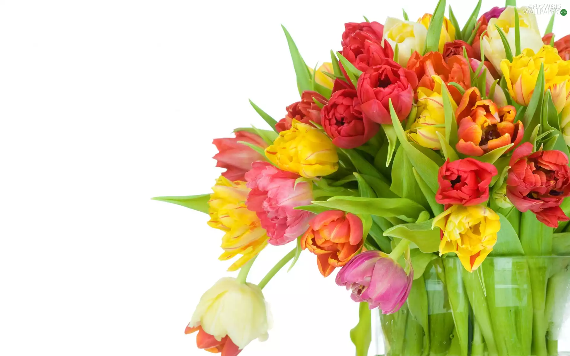 Vase, color, Tulips