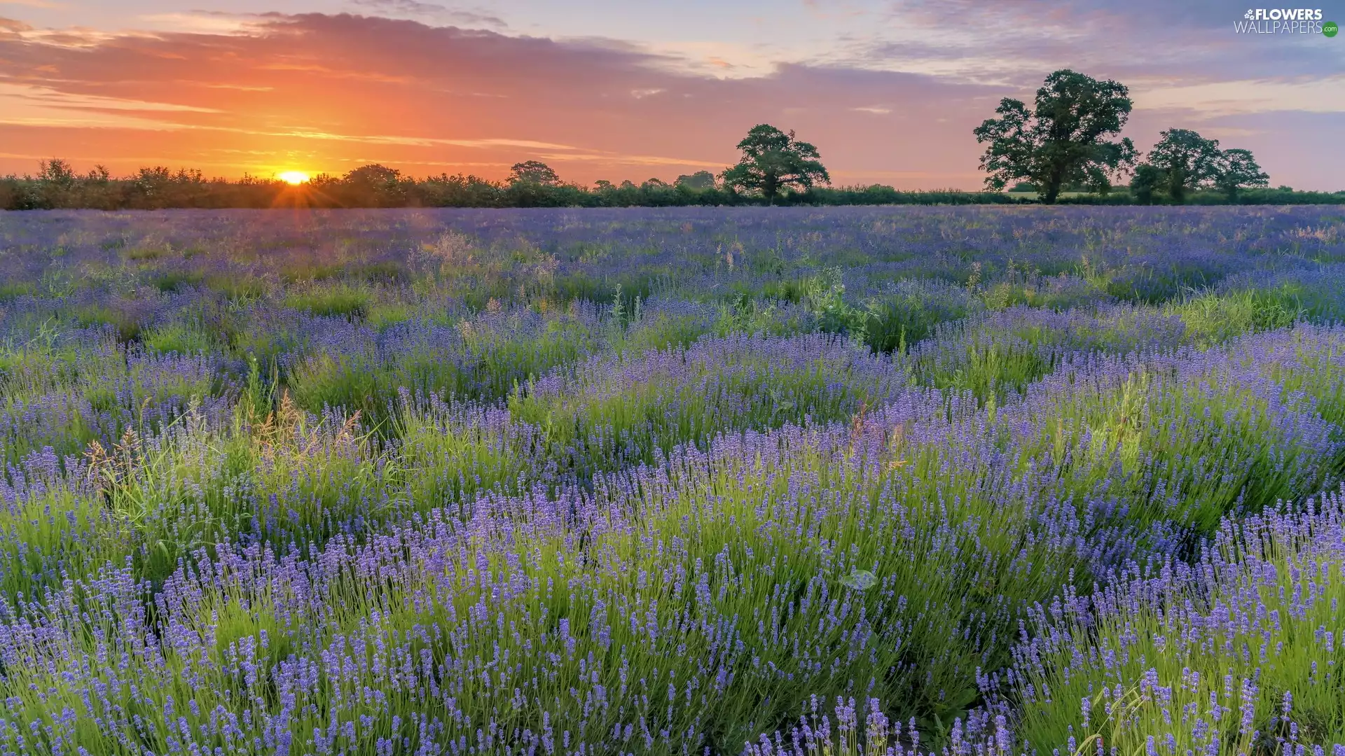 Field, Sunrise, trees, viewes, lavender, clouds