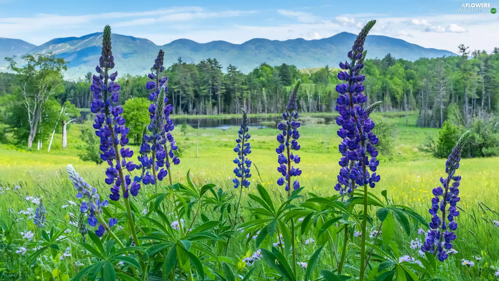 lupins, purple, trees, viewes, Mountains, Flowers