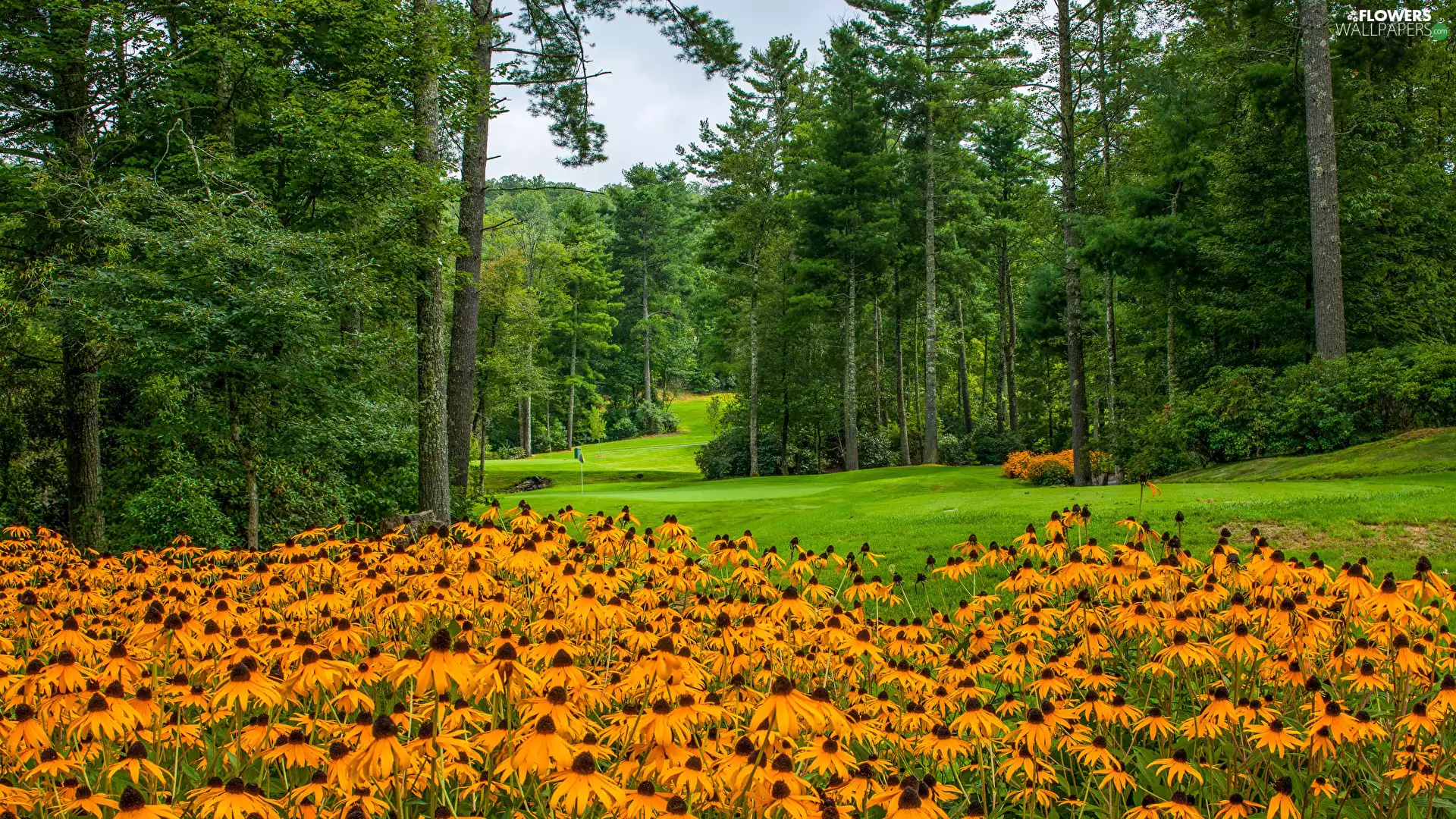 Rudbeckia, Park, trees, viewes, lawns, Flowers