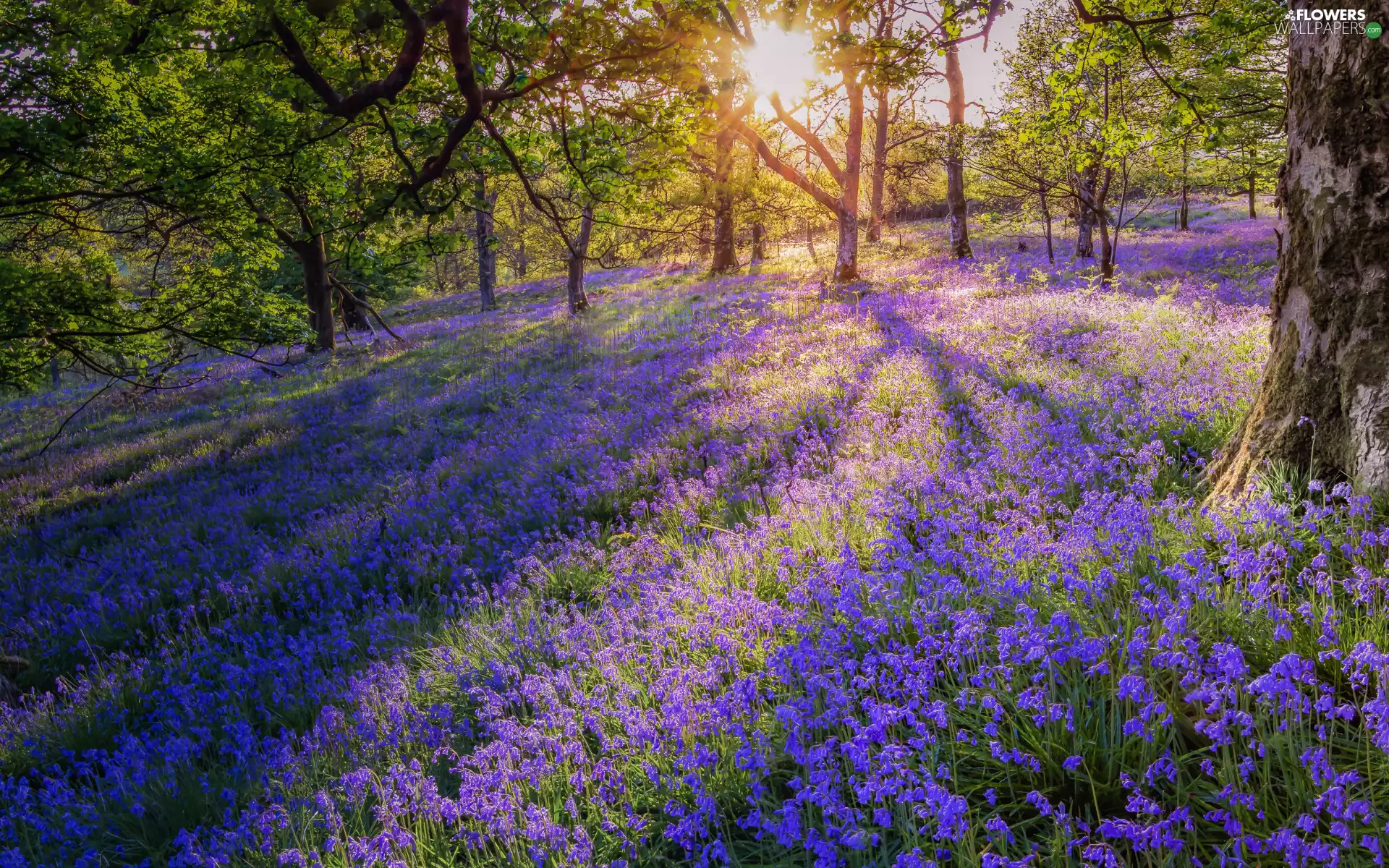 Flowers, trees, ringtones, viewes, forest, car in the meadow, rays of the Sun