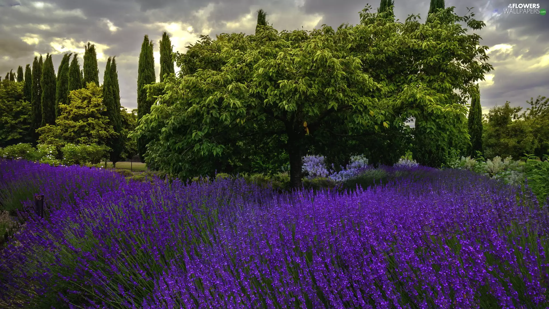 trees, lavender, clouds, viewes