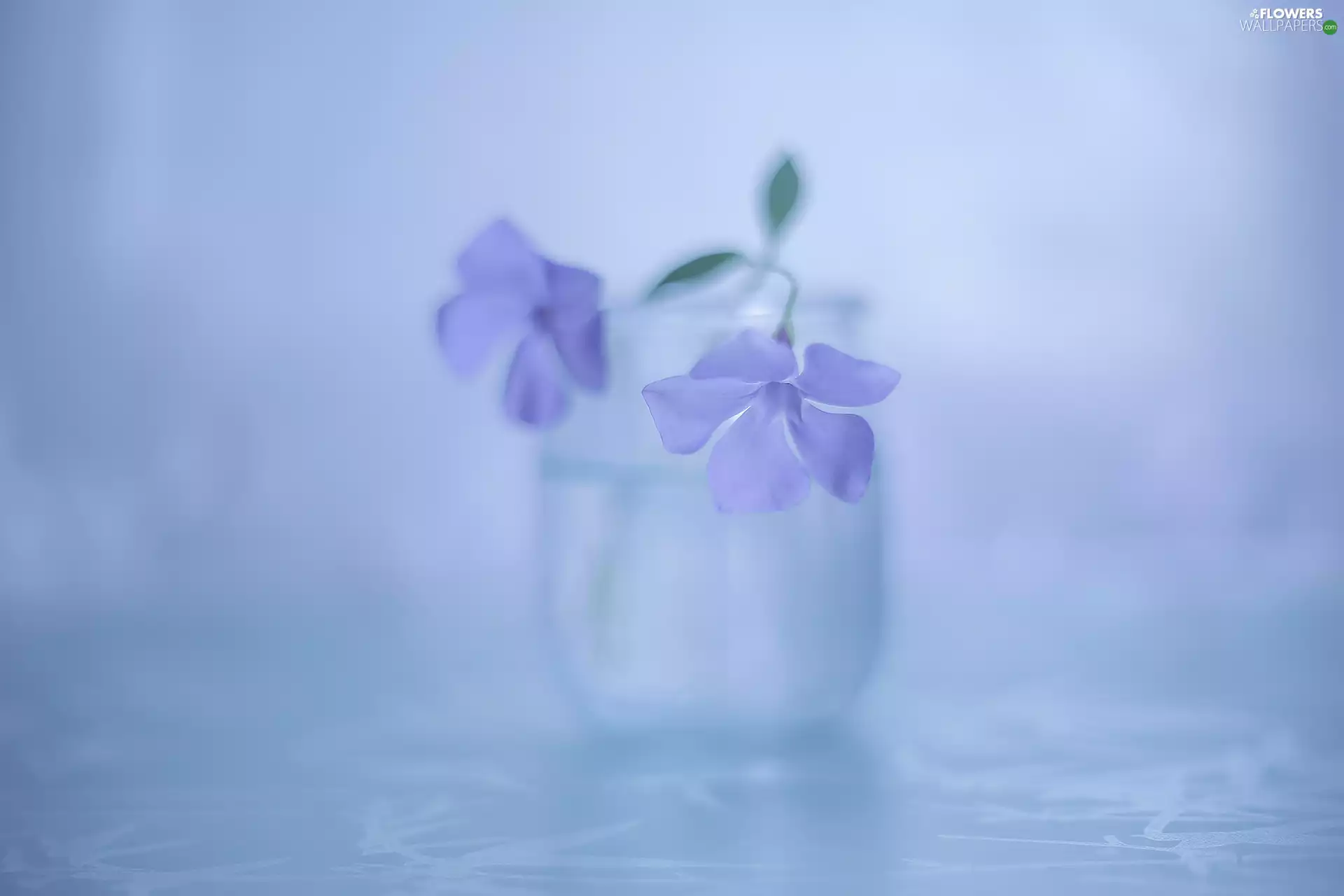 Colourfull Flowers, myrtle, Violet