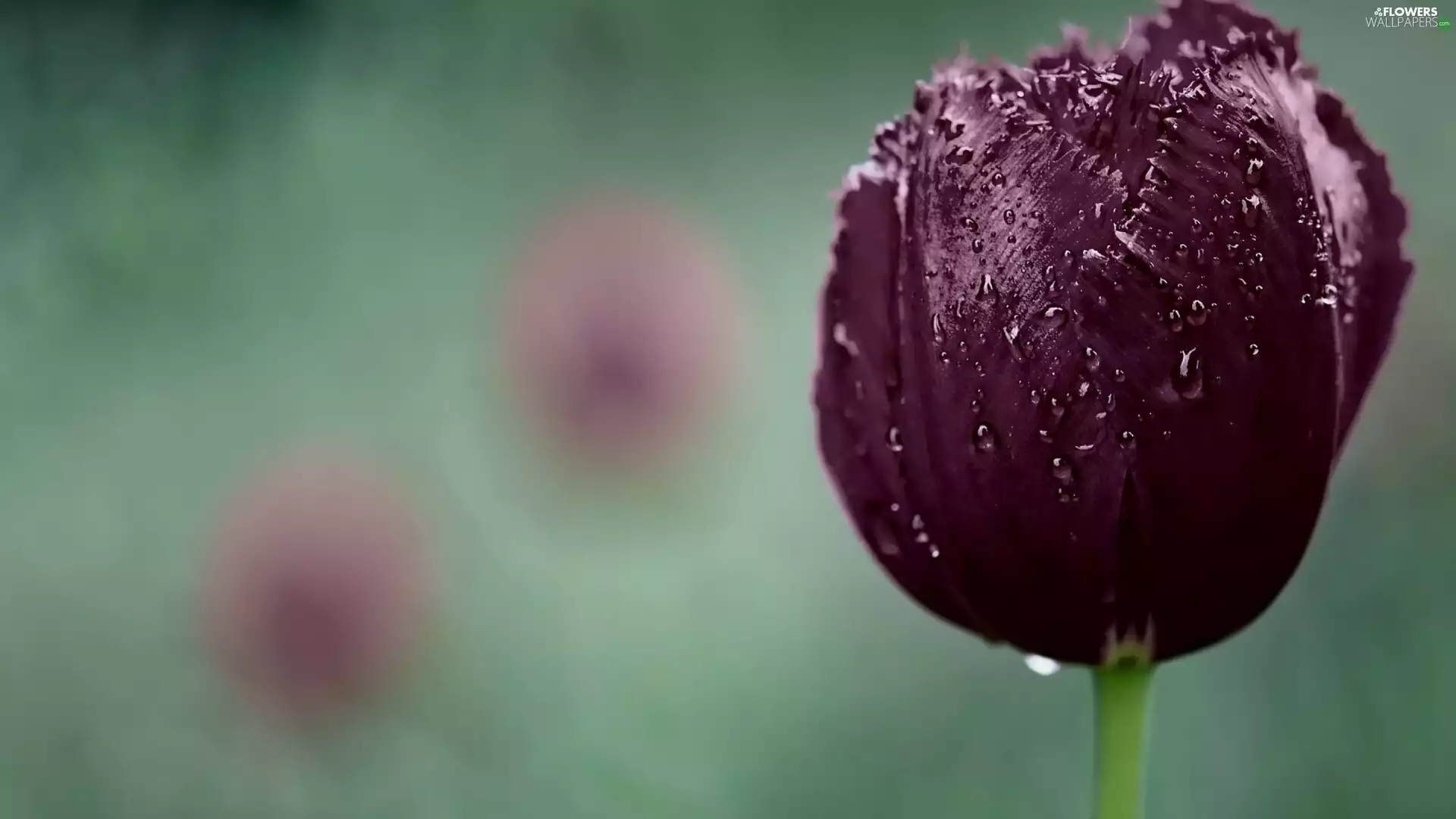 water, Close, tulip, drops, purple