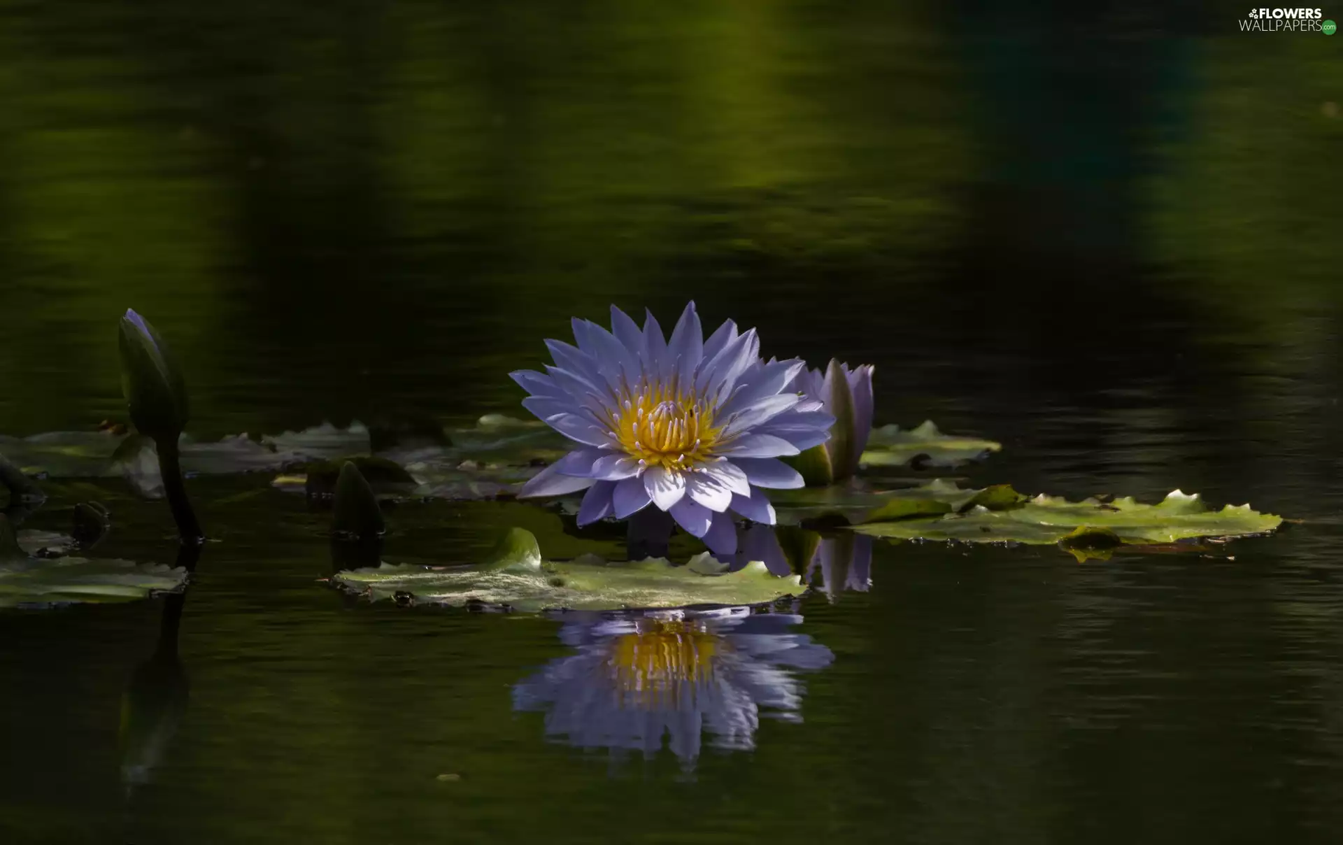 Colourfull Flowers, Lily, water-lily, Leaf