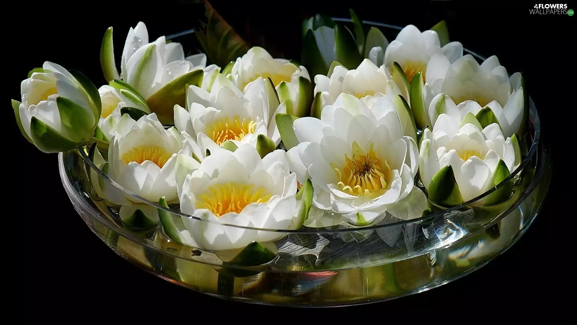 lilies, vase, water, water
