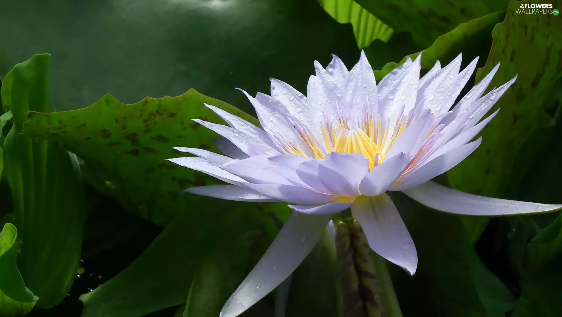 WET, Colourfull Flowers, water-lily, Lily