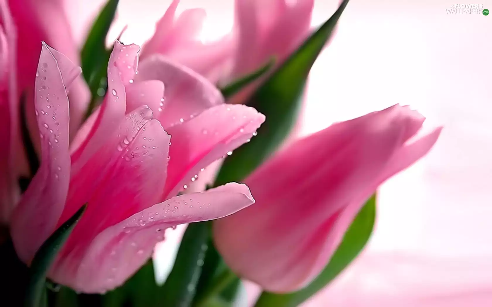 Pink, drops, water, Tulips