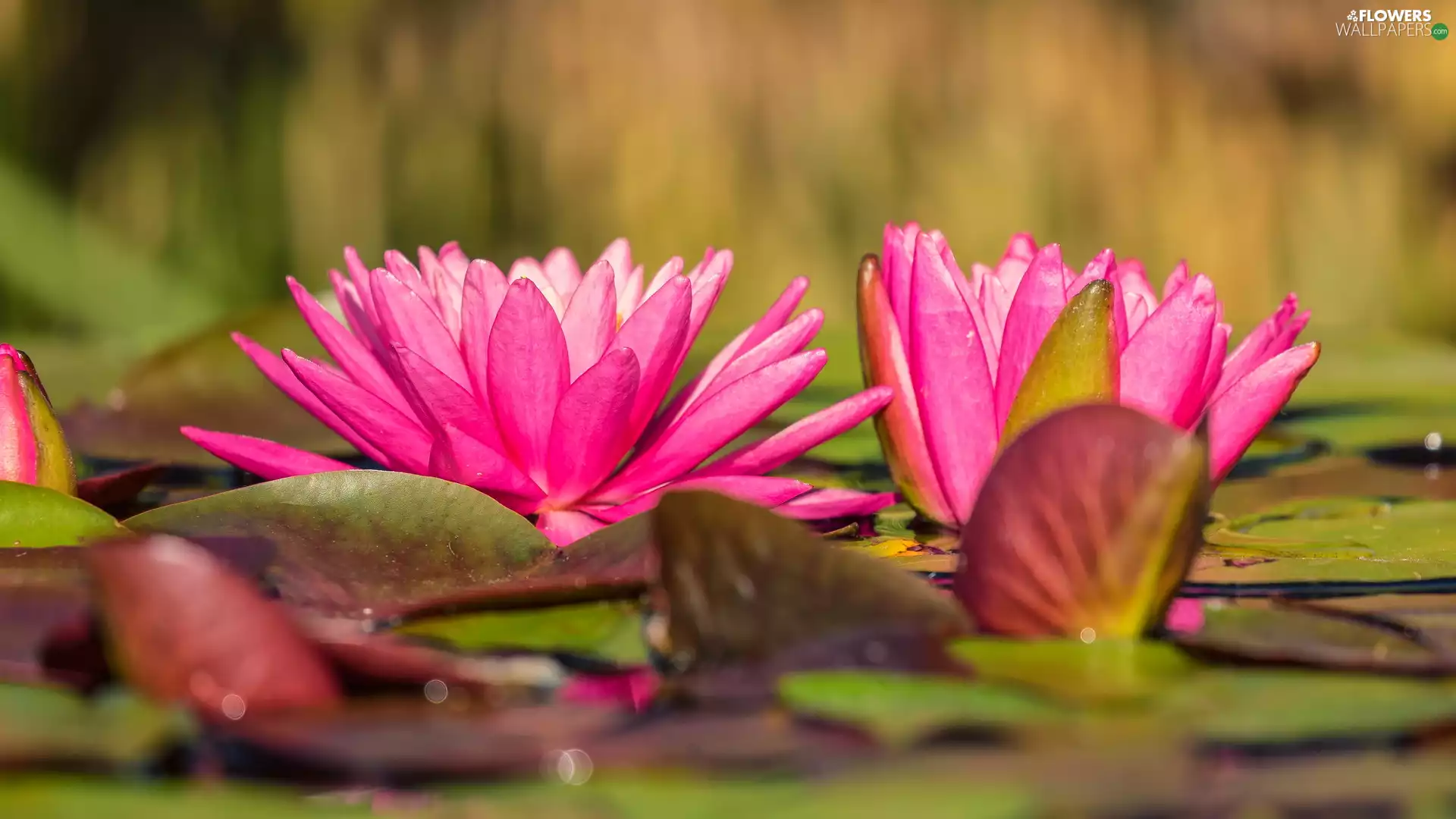 Two cars, Flowers, Water lilies, Pink