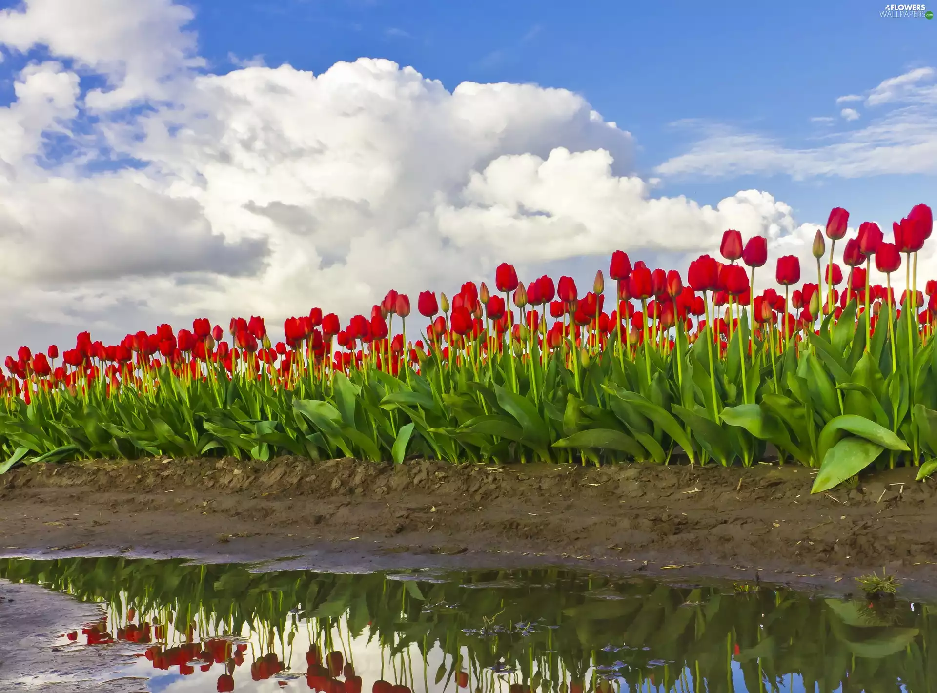 Red, cultivation, water, Tulips