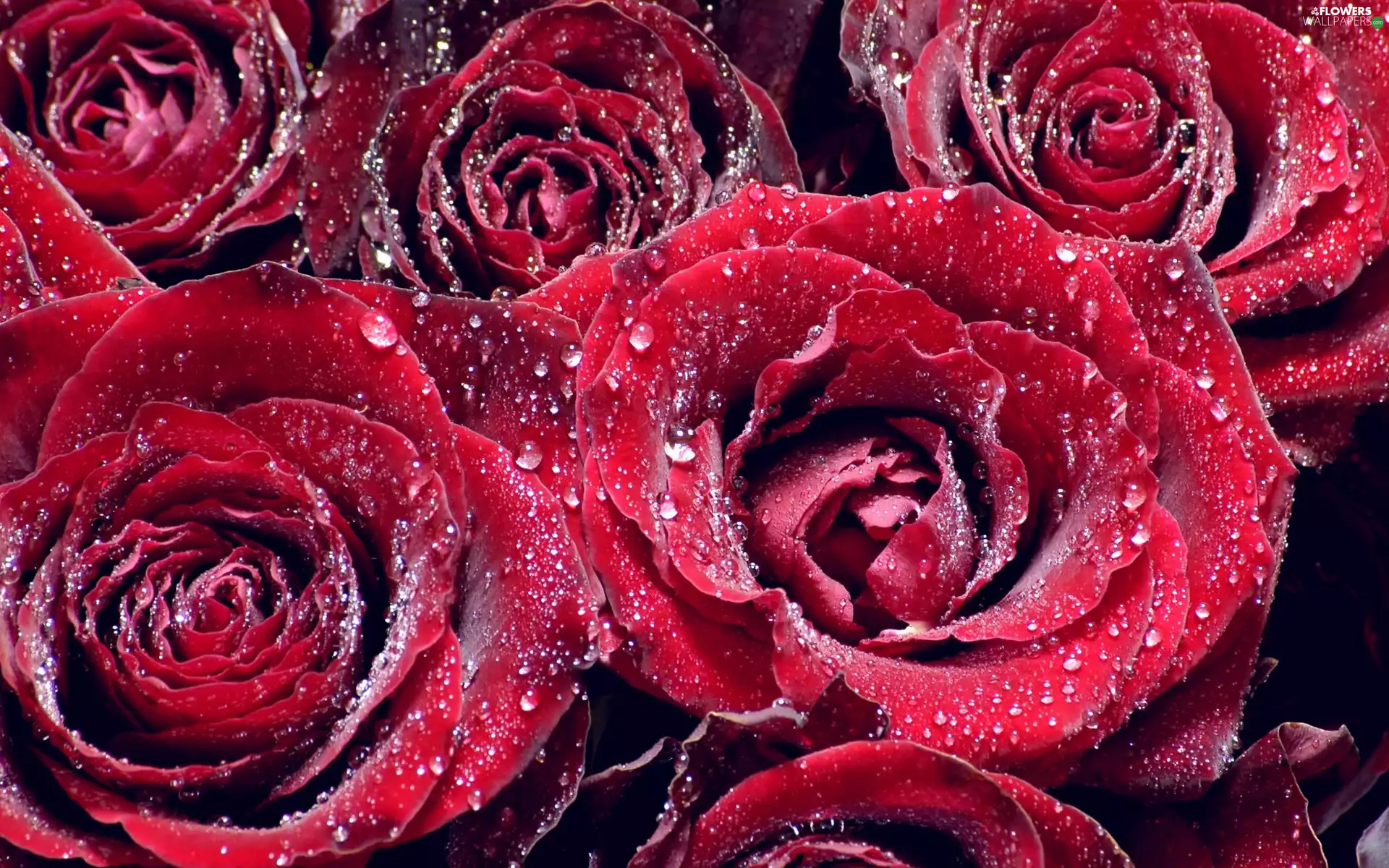 Red, drops, water, roses
