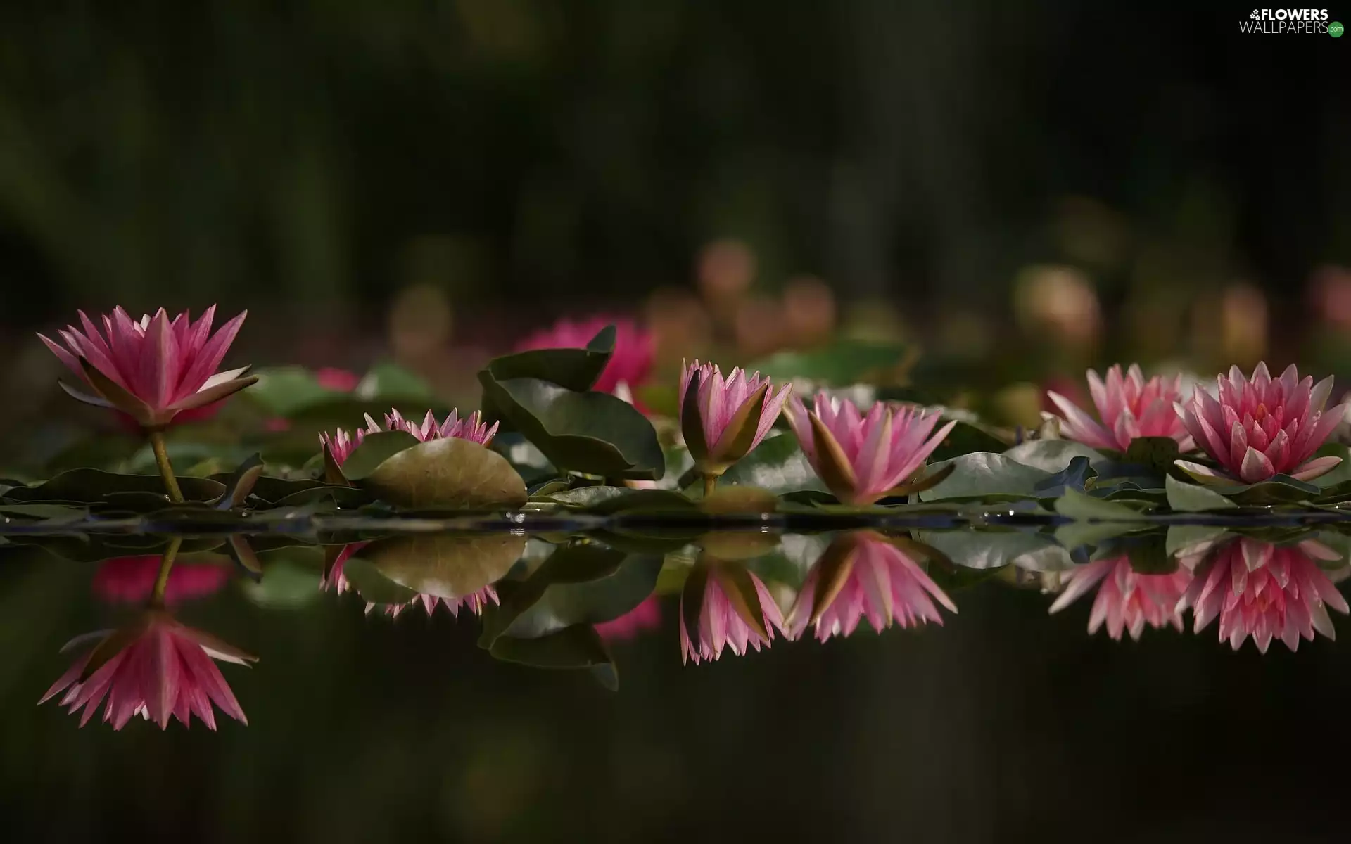 Water lilies, reflection