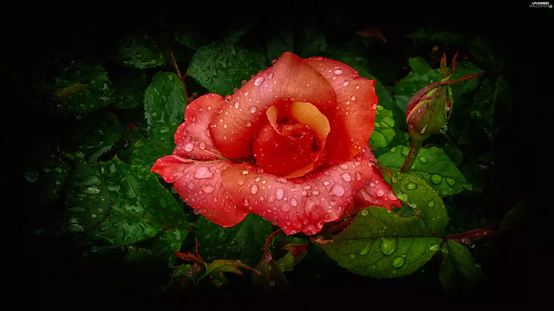 rose, drops, water, leaves