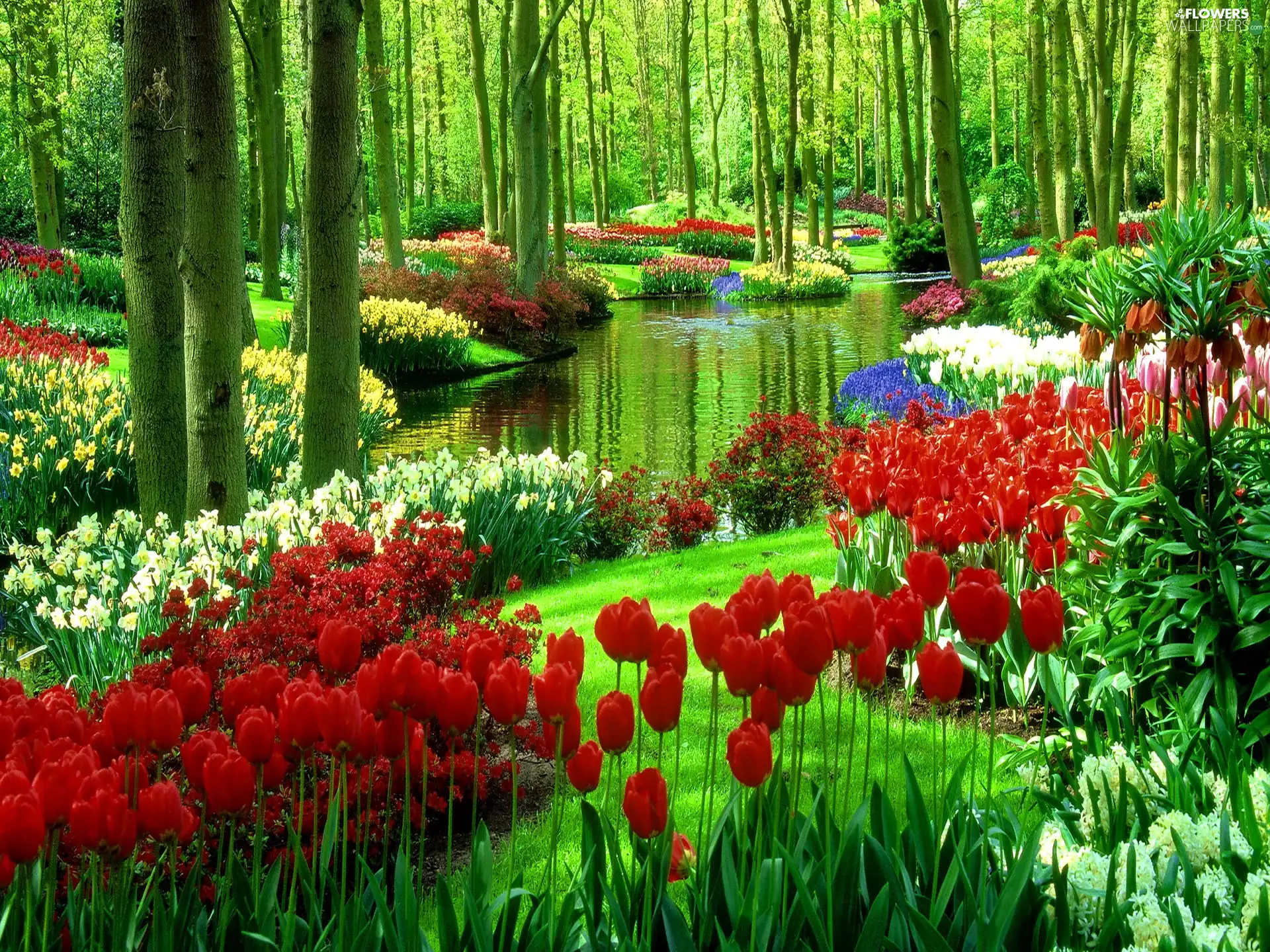 water, forest, Tulips