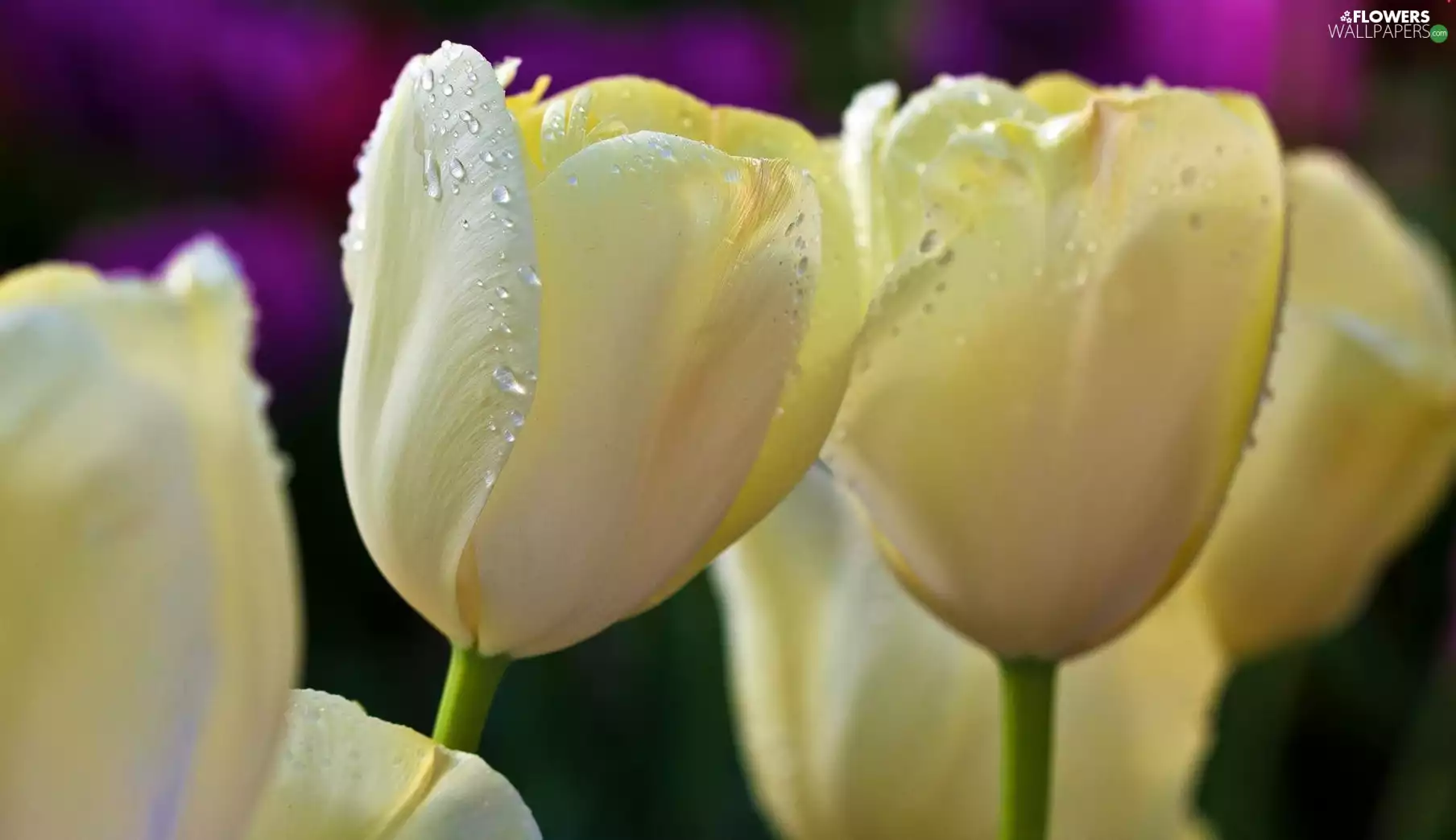 White, drops, water, Tulips