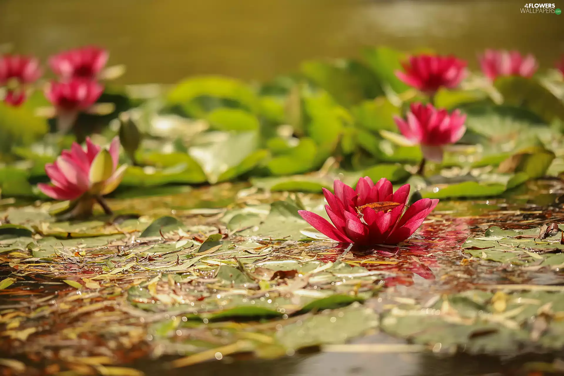 Pink, Waterlily, Nenufary, Water lilies