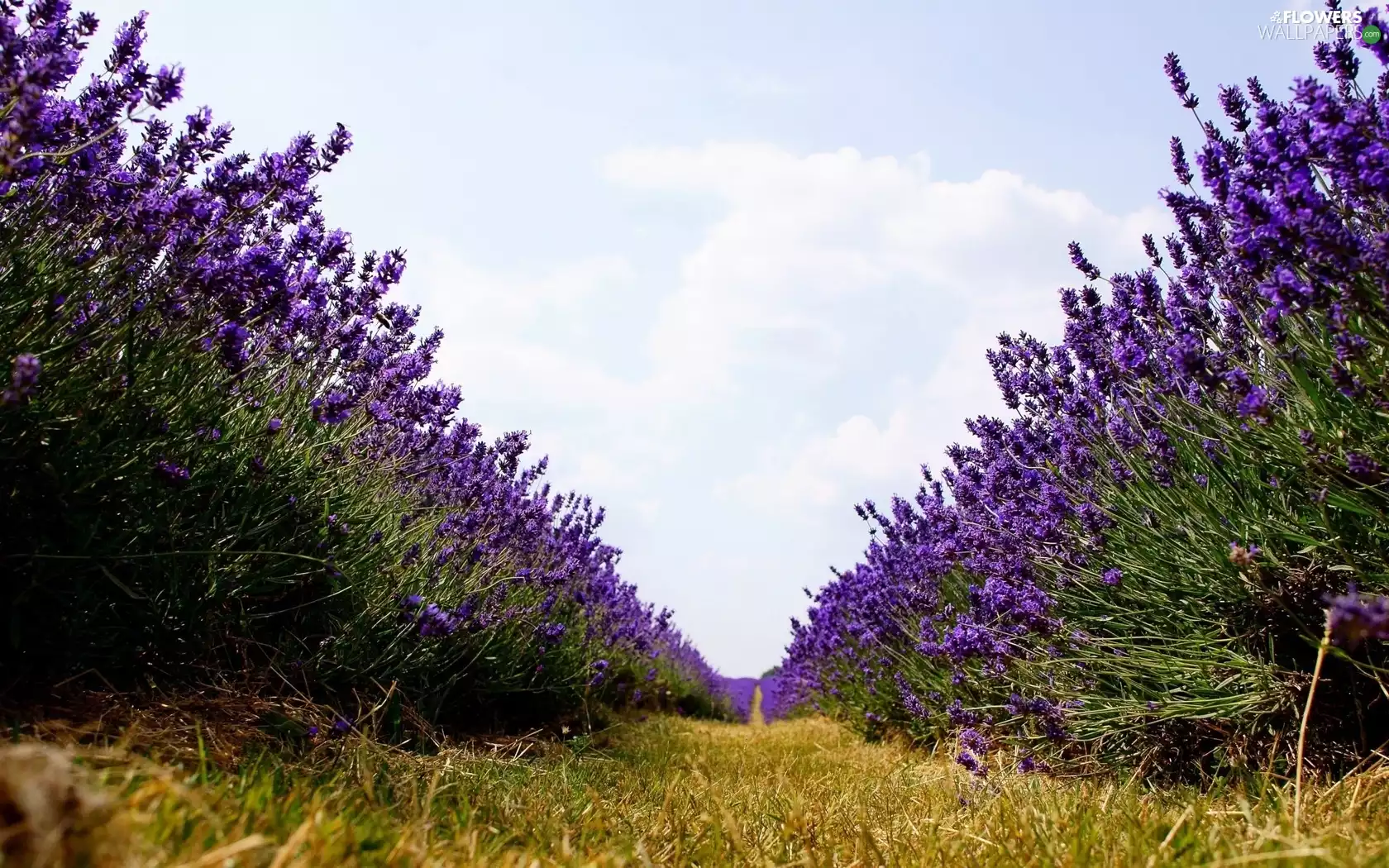 Way, Field, lavender