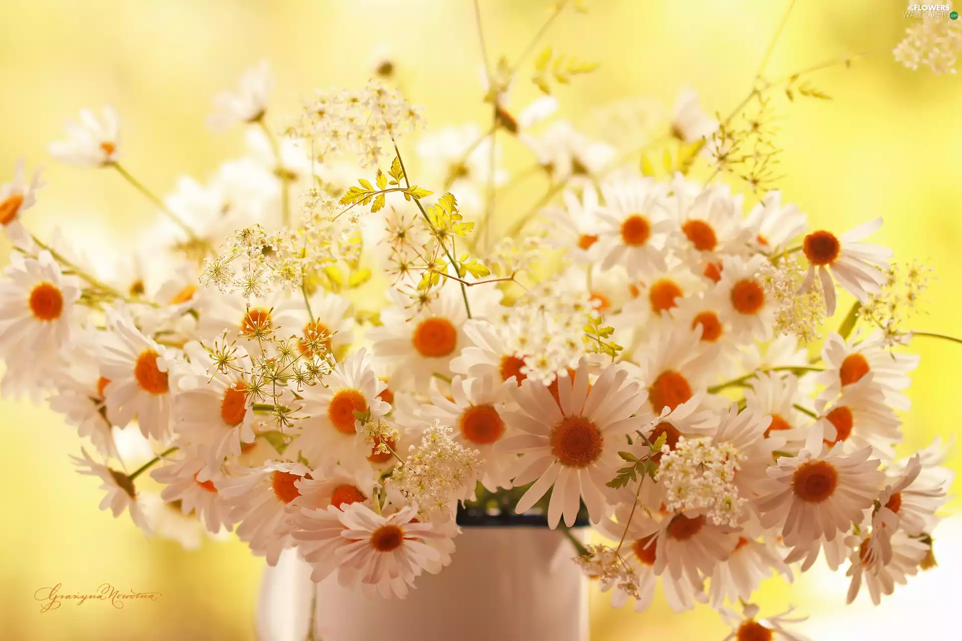 daisy, flowers, white, bouquet