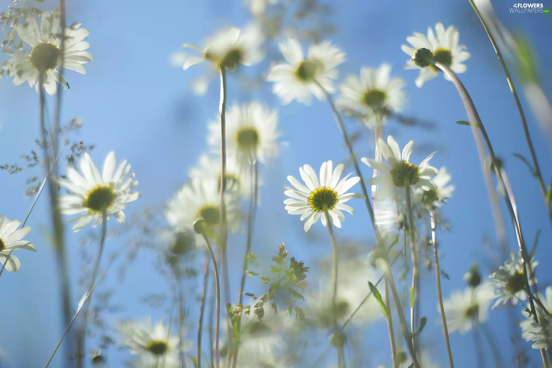 daisy, Flowers, Sky, White