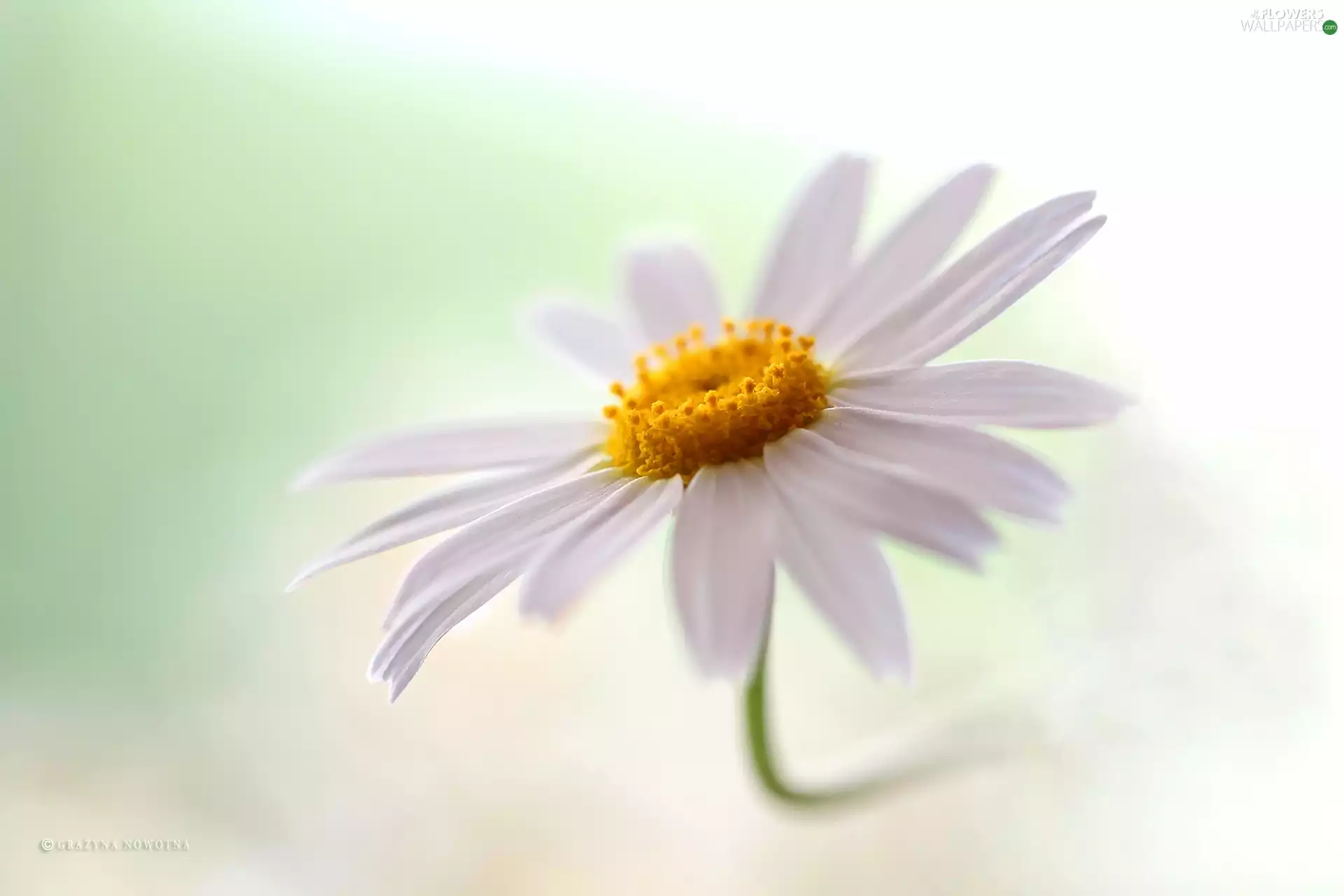Colourfull Flowers, Daisy, White