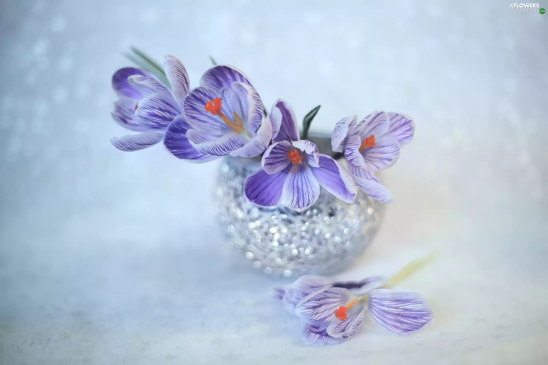 Purple-White, Flowers, vase, crocuses