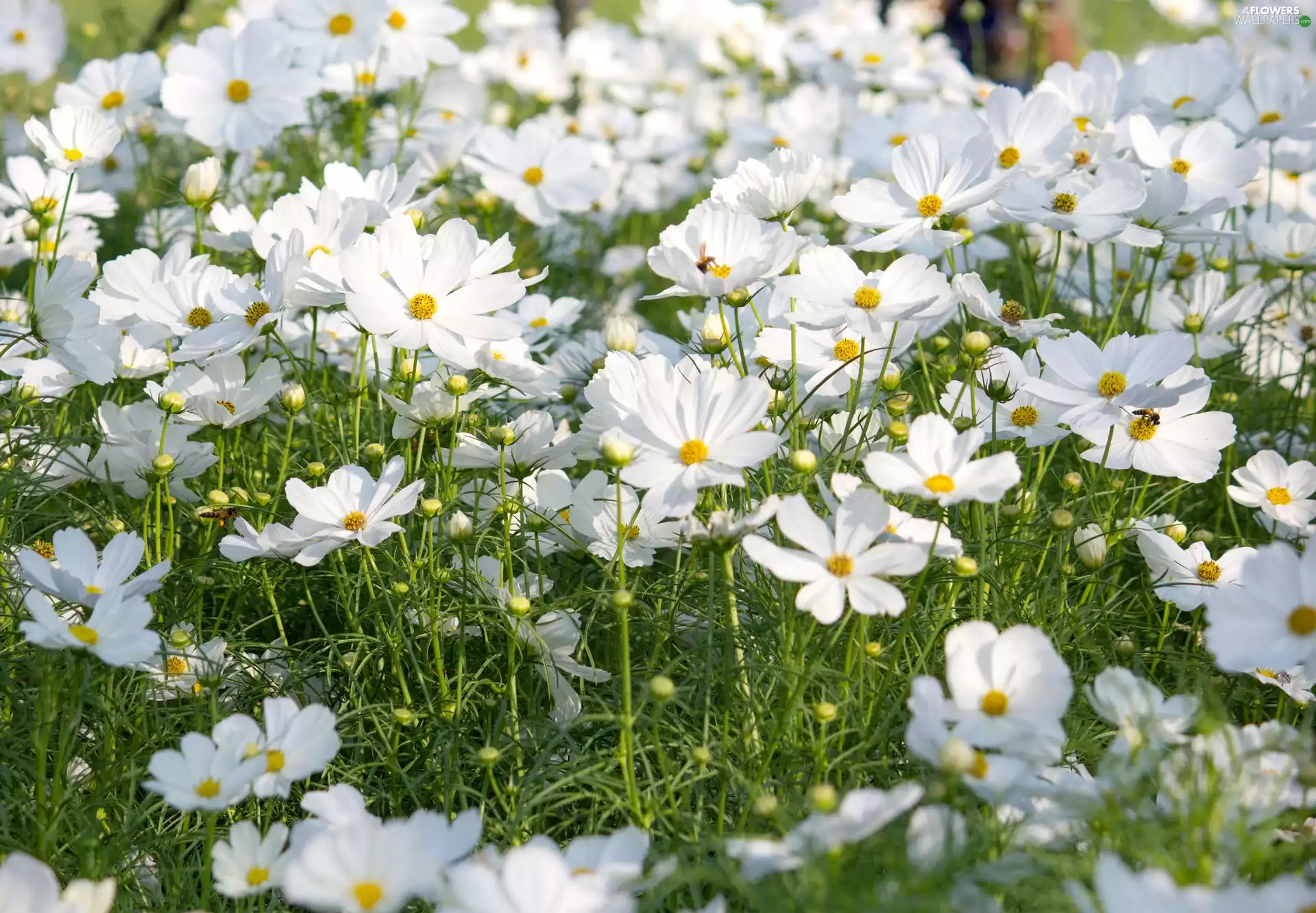 Flowers, Cosmos, grass, White