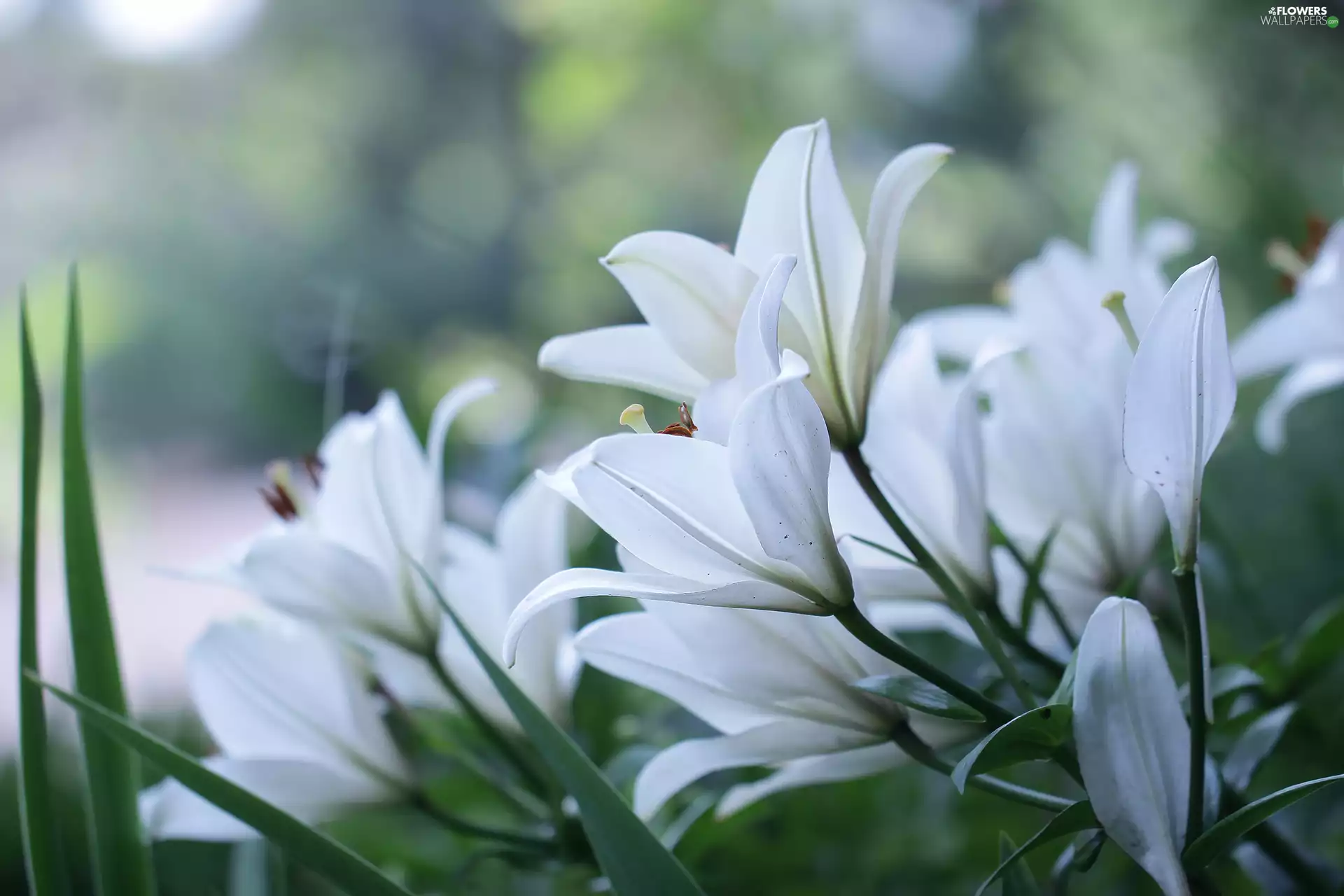 White Lily, Flowers